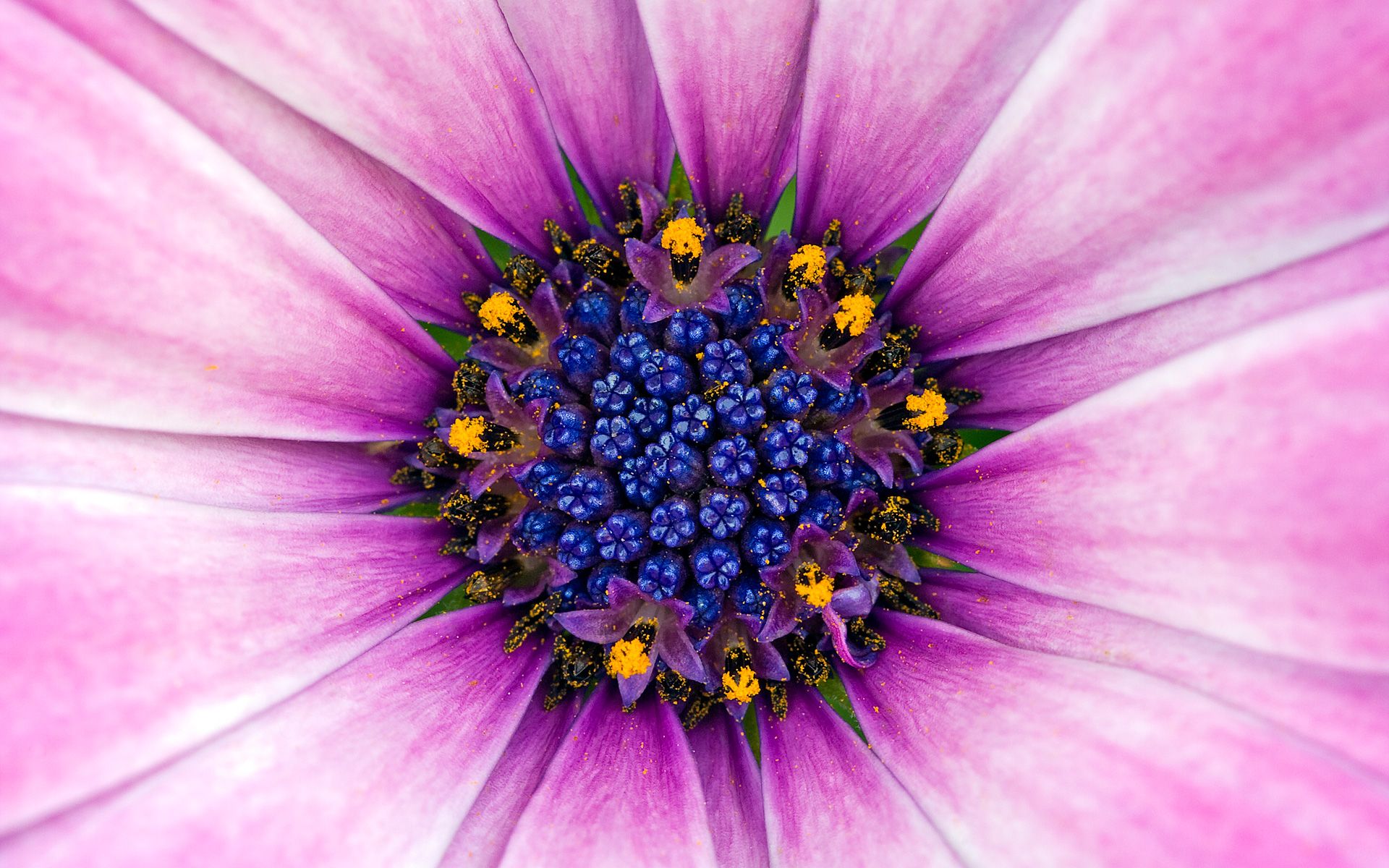 Fiore viola macro centro blu, 1920x1200 Full HD+ WUXGA, Desktop