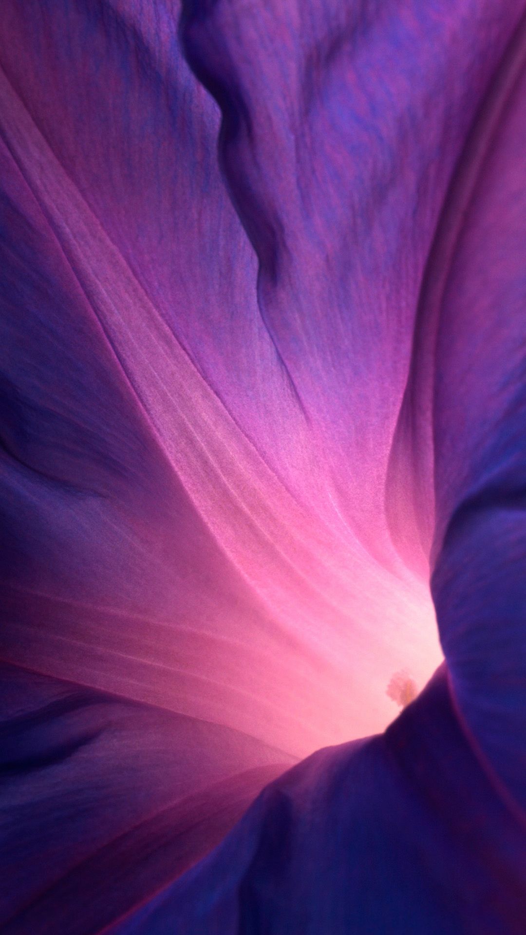 Fiore viola astratto macro, 1080x1920 Full HD Verticale, iPhone Plus