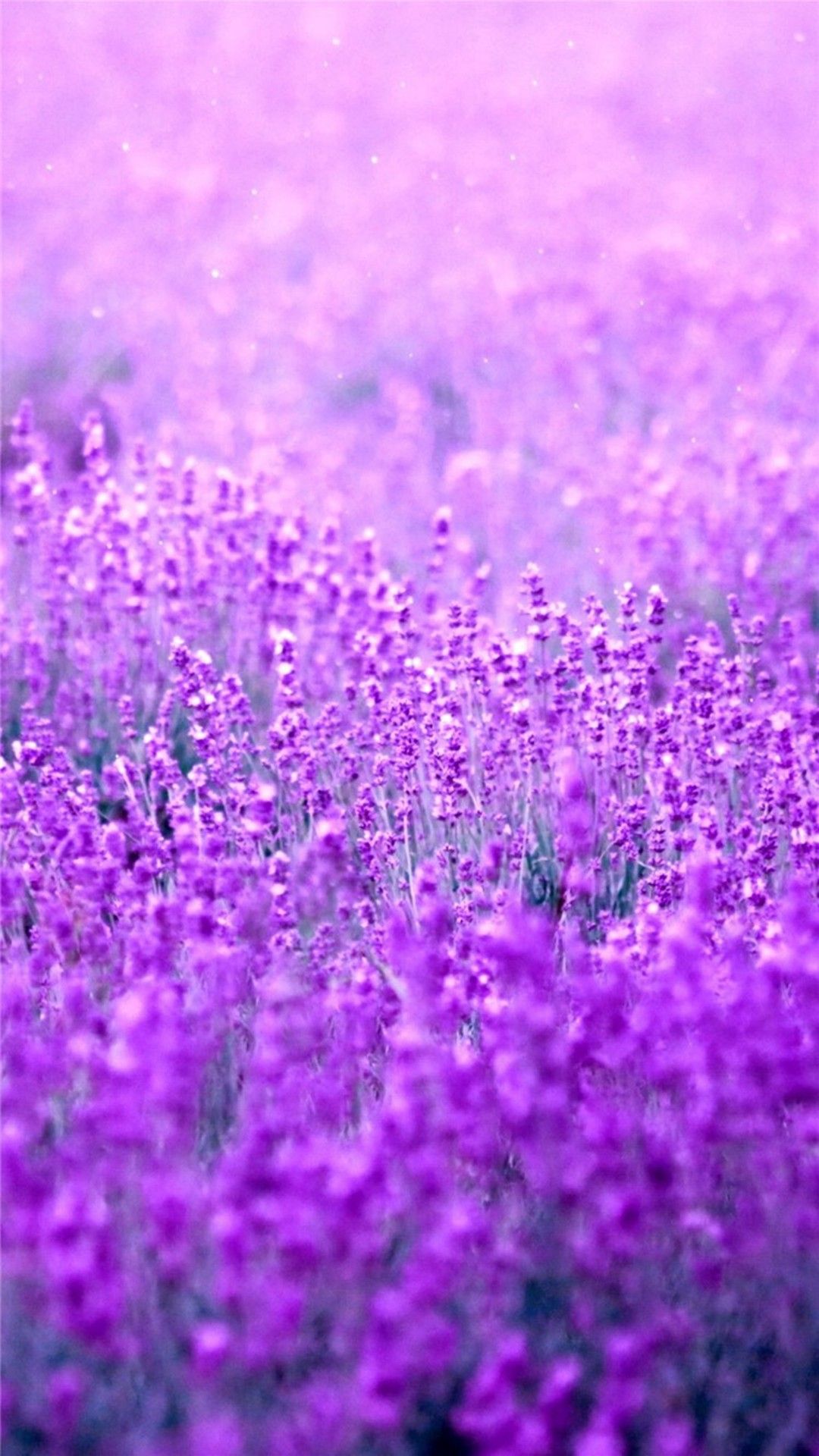 Campo di lavanda viola, 1080x1920 Verticale, iPhone Pro