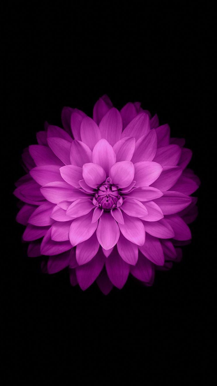 Fiore viola su nero, 750x1334 Verticale, iPhone