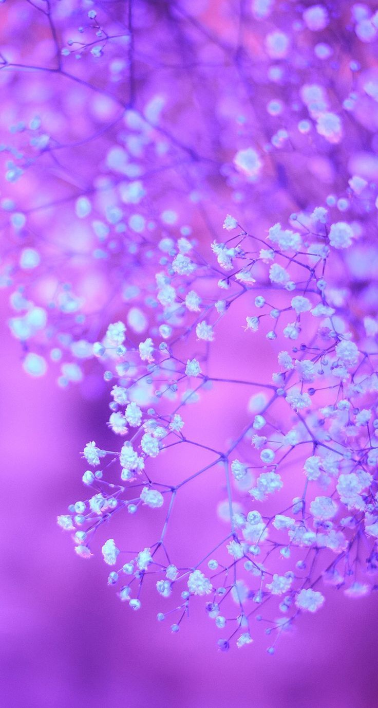 Fiori bianchi su viola, 736x1377 Full HD Verticale, iPhone Air