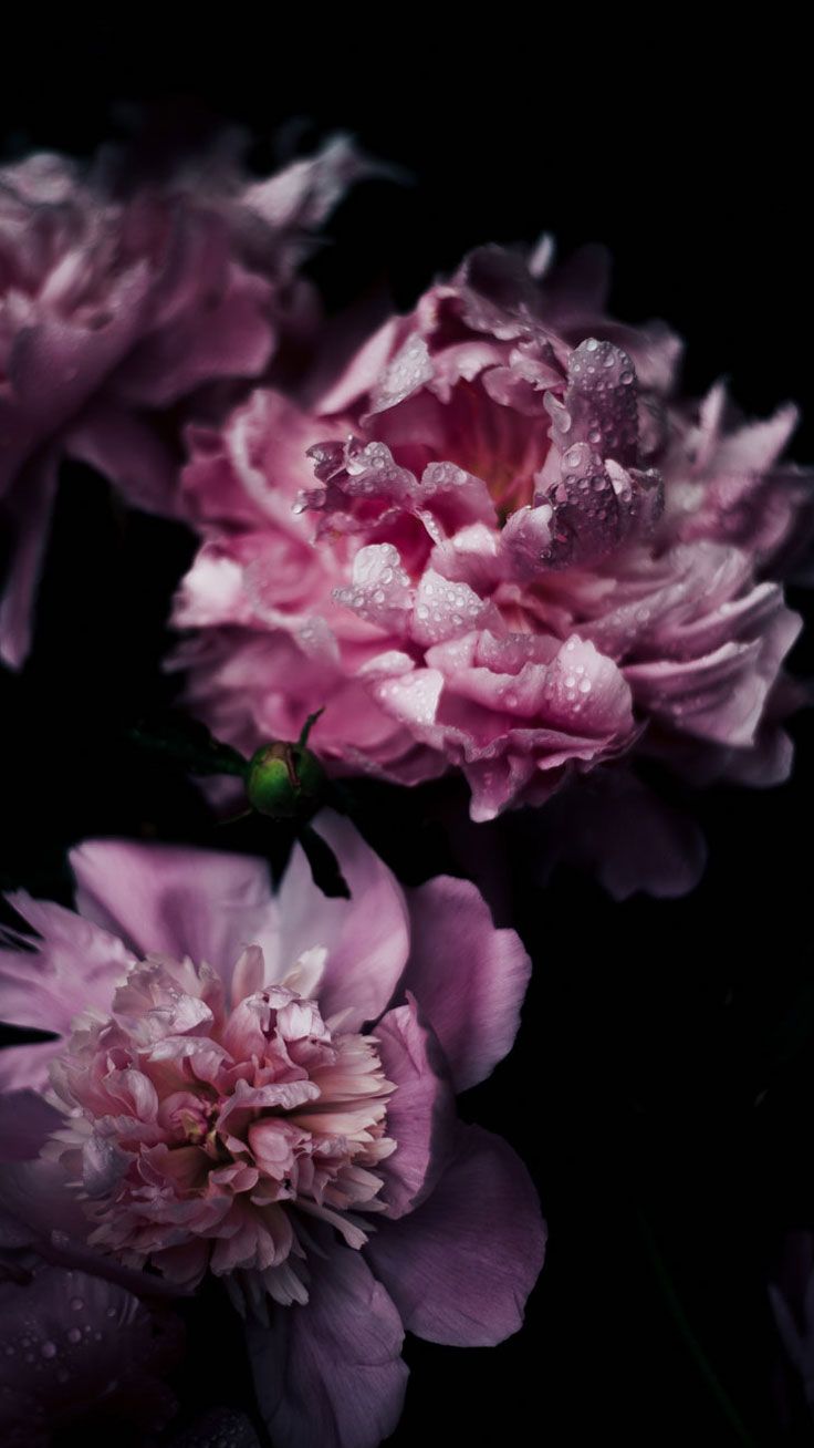 Peonie rosa su nero, 736x1308 Full HD Verticale, iPhone Air