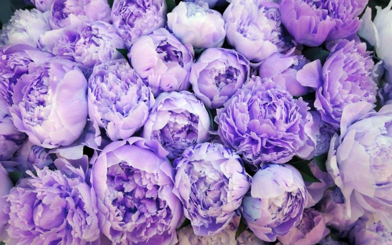 Peonie viola in bouquet, 1280x800 HD, Desktop