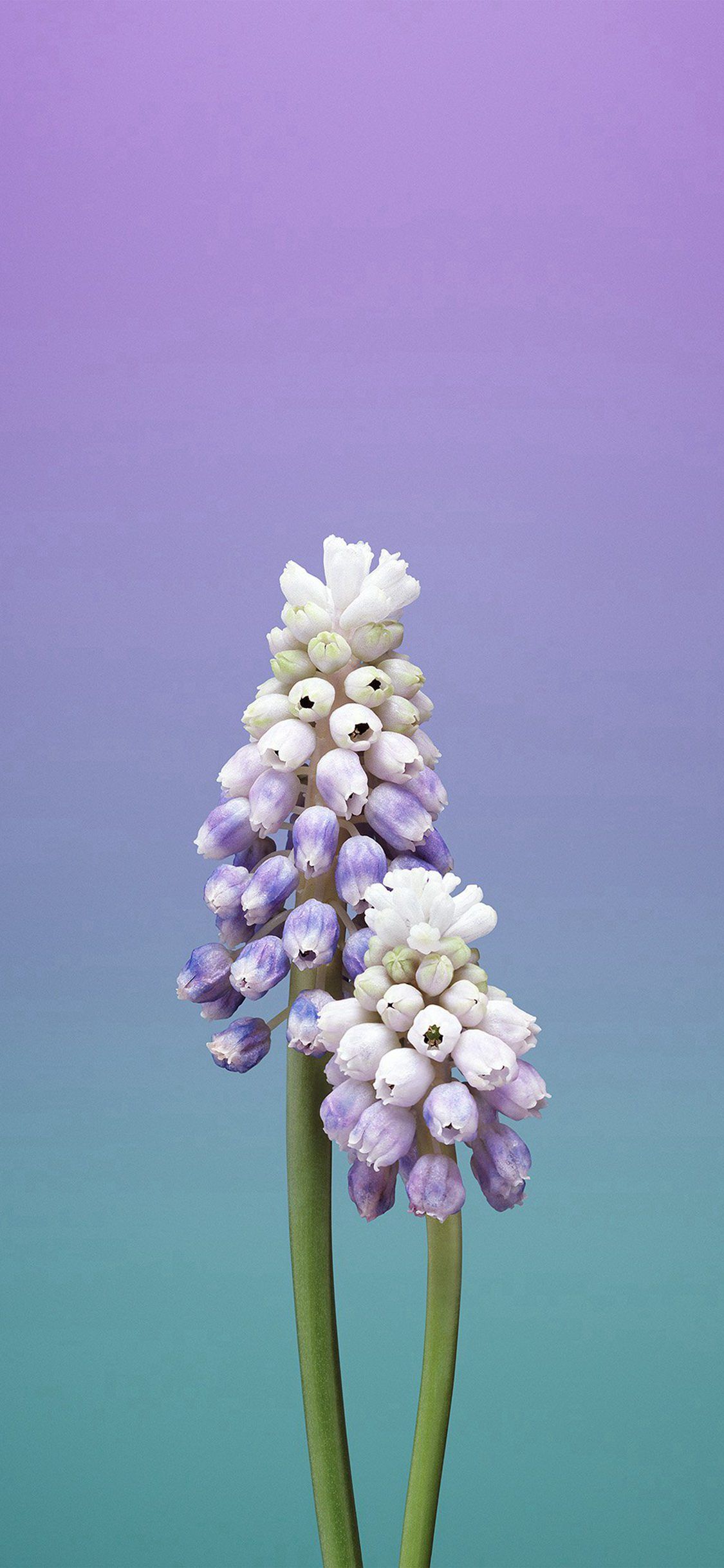 Fiori di muscari viola, 1125x2436 Full HD Verticale, iPhone Pro Max