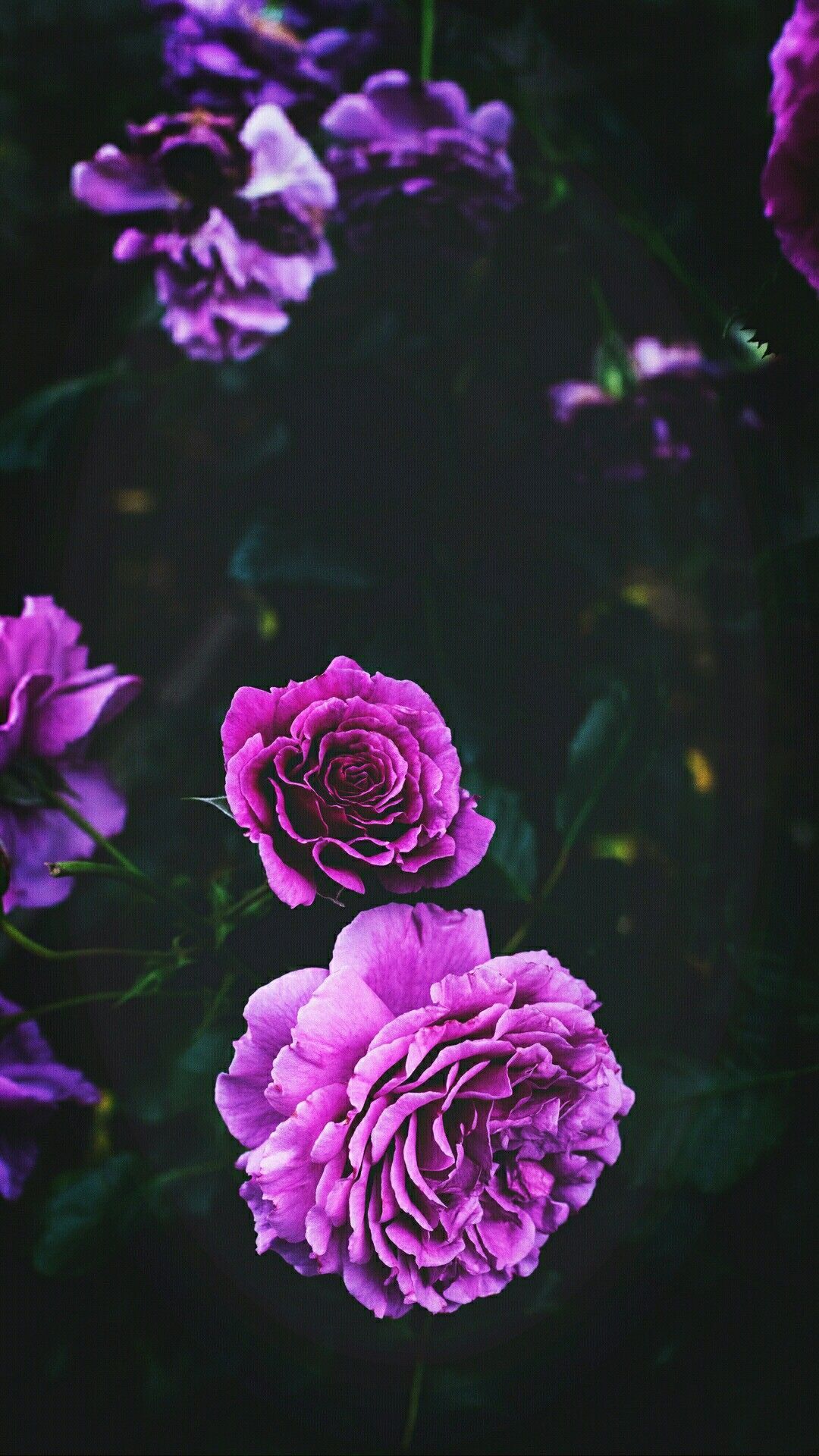 Rose viola su sfondo scuro, 1080x1920 Verticale, iPhone Pro Max