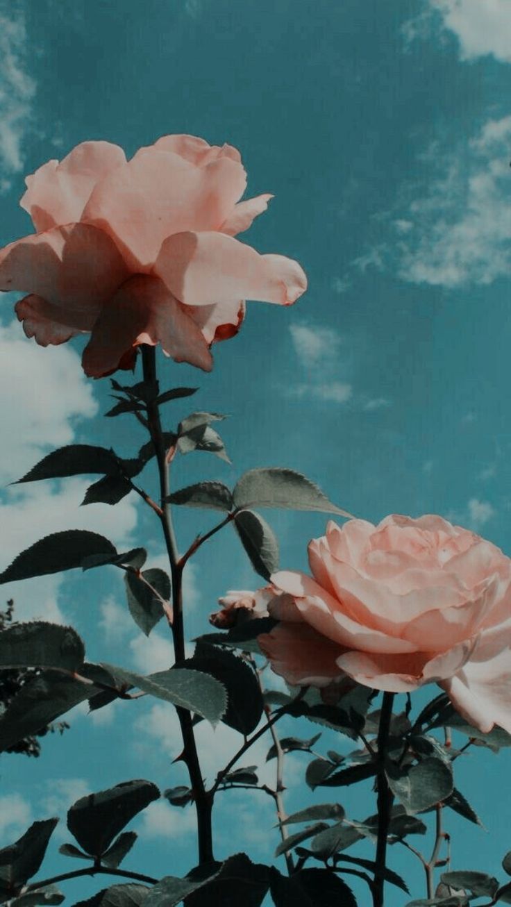 Rose rosa contro cielo azzurro, 736x1306 Full HD Verticale, Smartphone