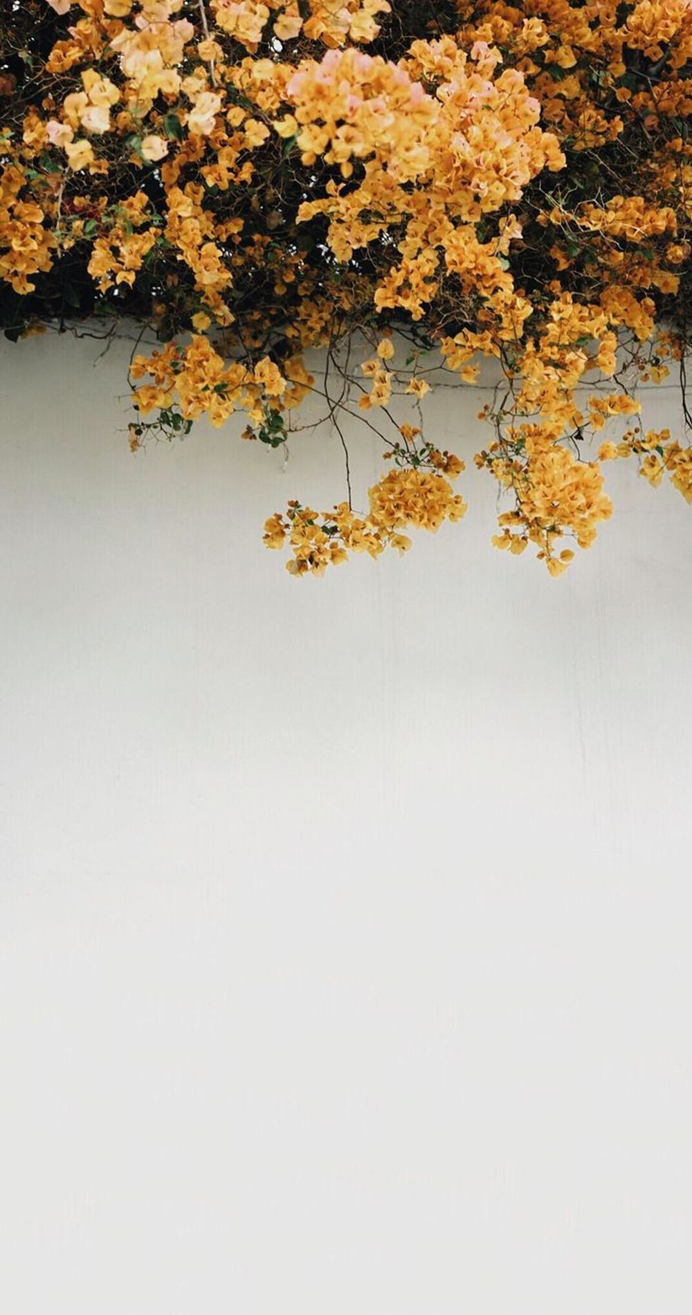Fiori arancioni su muro bianco, 1000x1900 Full HD Verticale, Google Pixel