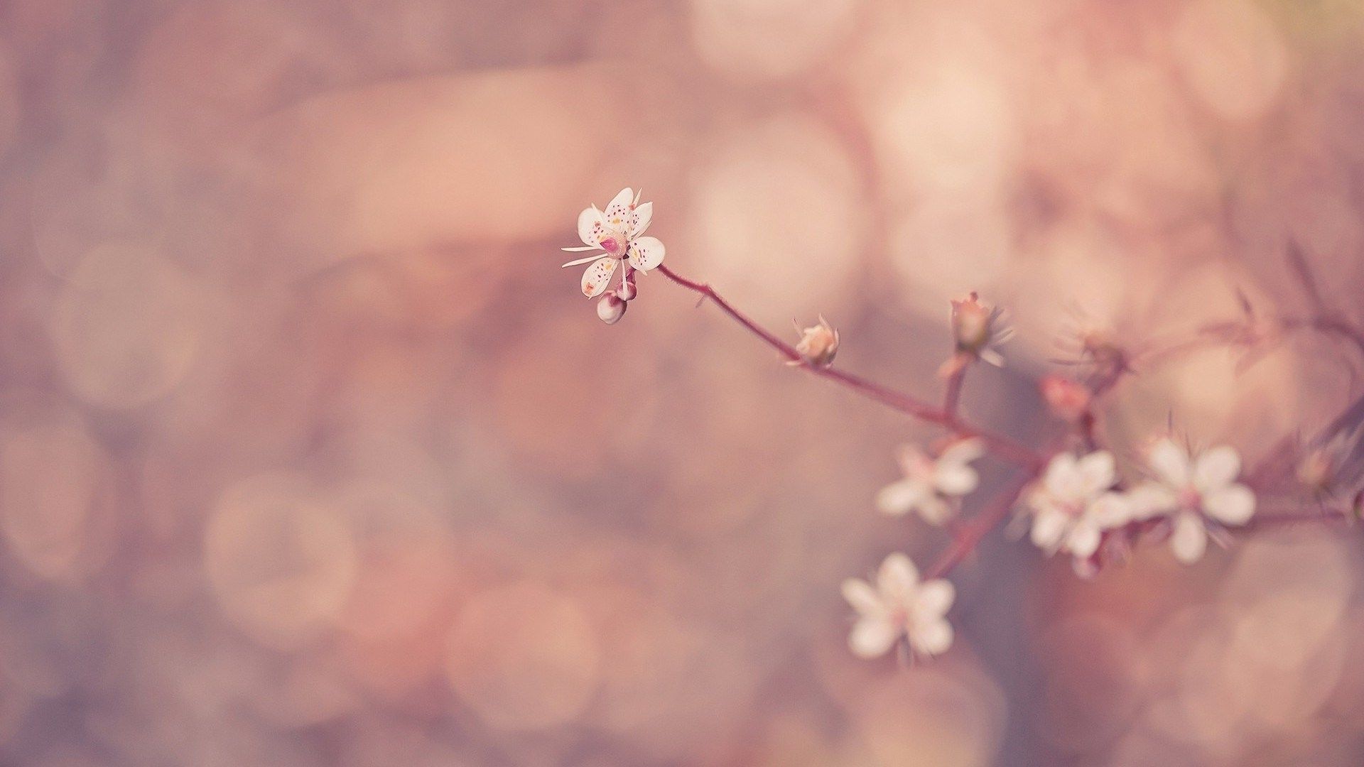 Fiori di ciliegio rosa sfocati, 1920x1080 Full HD, Desktop