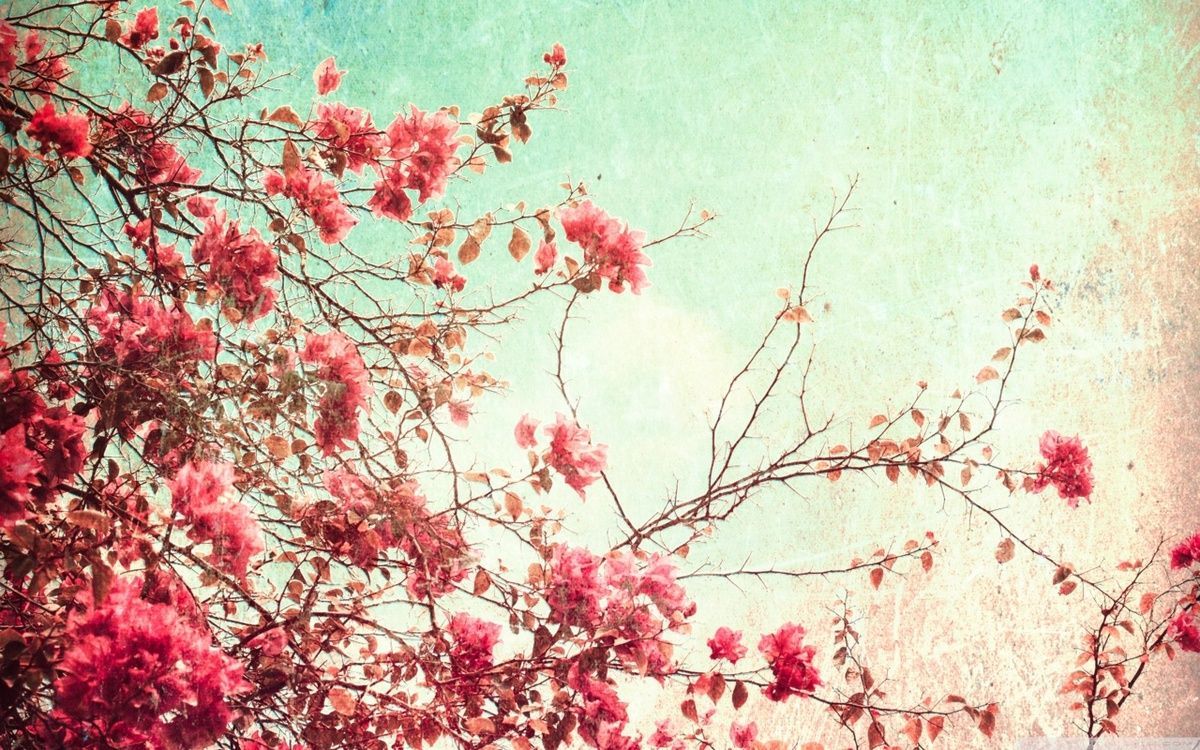 Fiori rosa rami cielo vintage, 1200x750 HD, Desktop