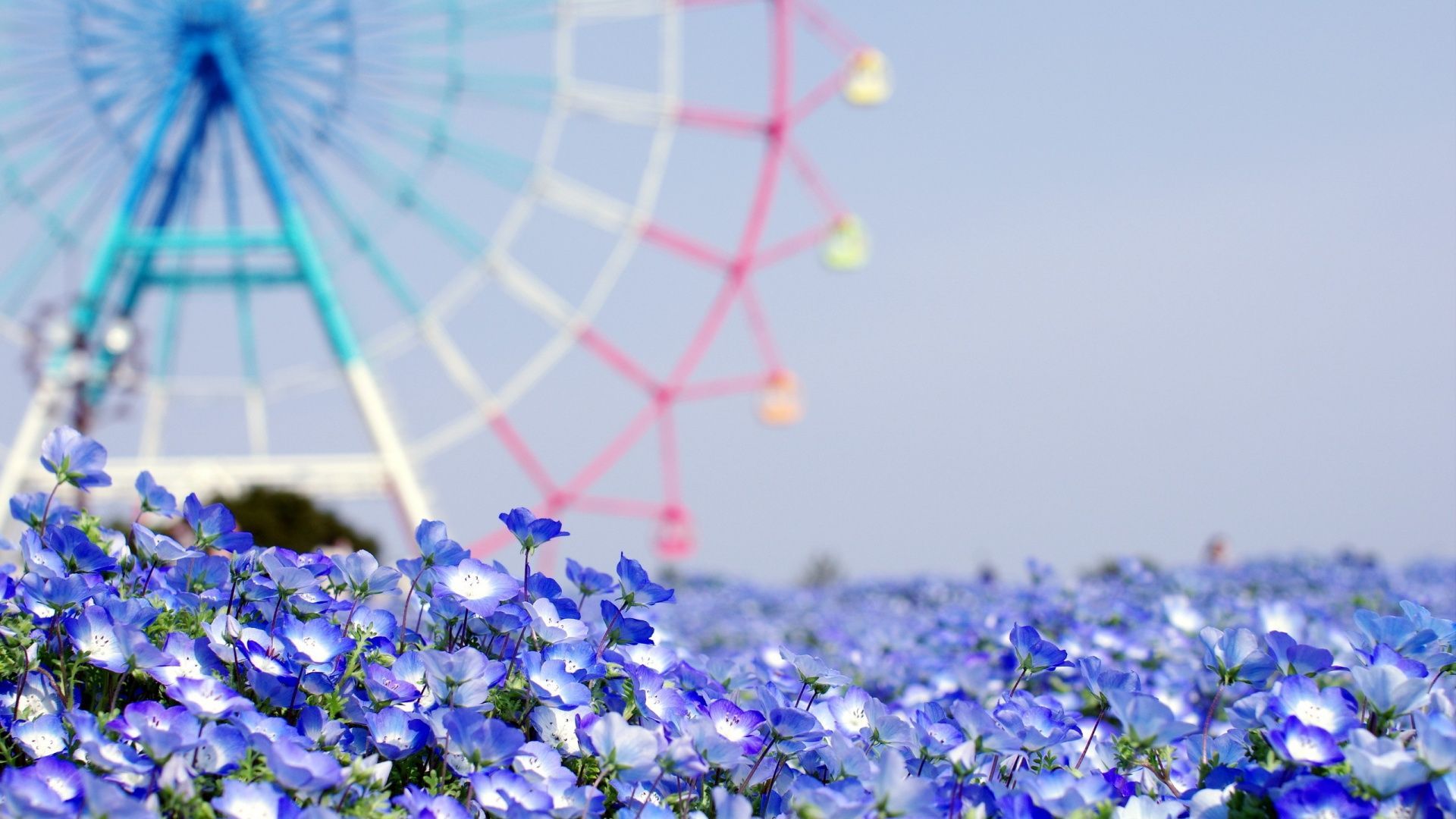 Fiori blu con ruota panoramica, 1920x1080 Full HD, Desktop