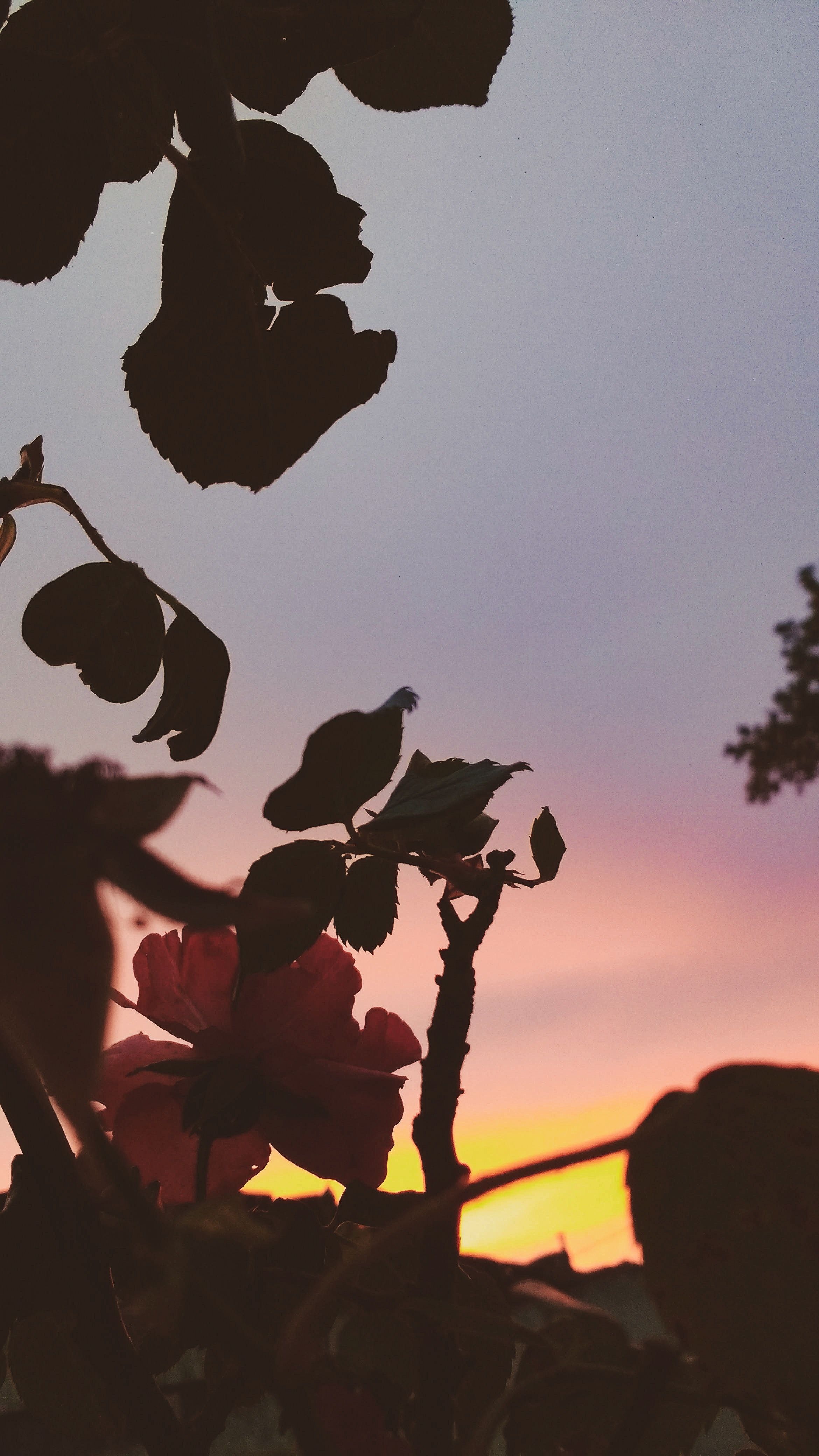 Fiori silhouette al tramonto, 2340x4160 Full HD Verticale, Smartphone