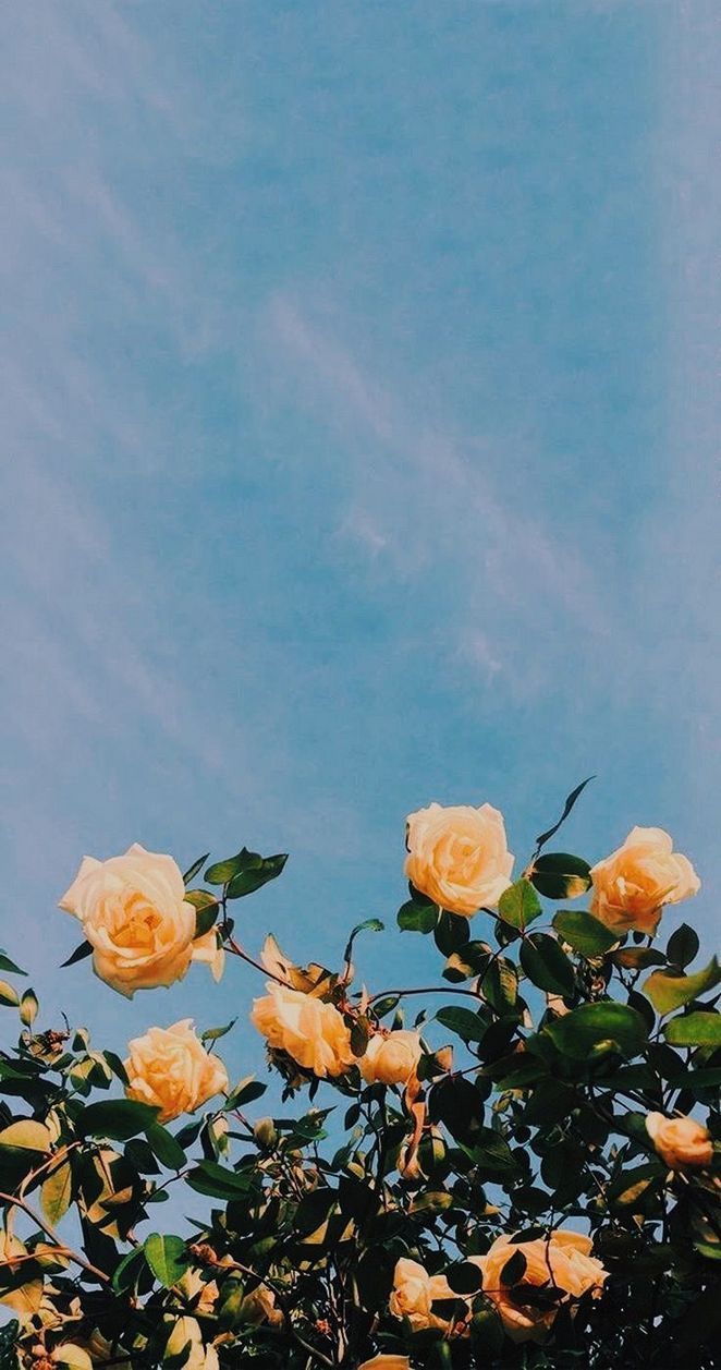 Rose gialle contro cielo azzurro, 662x1257 Full HD Verticale, iPhone