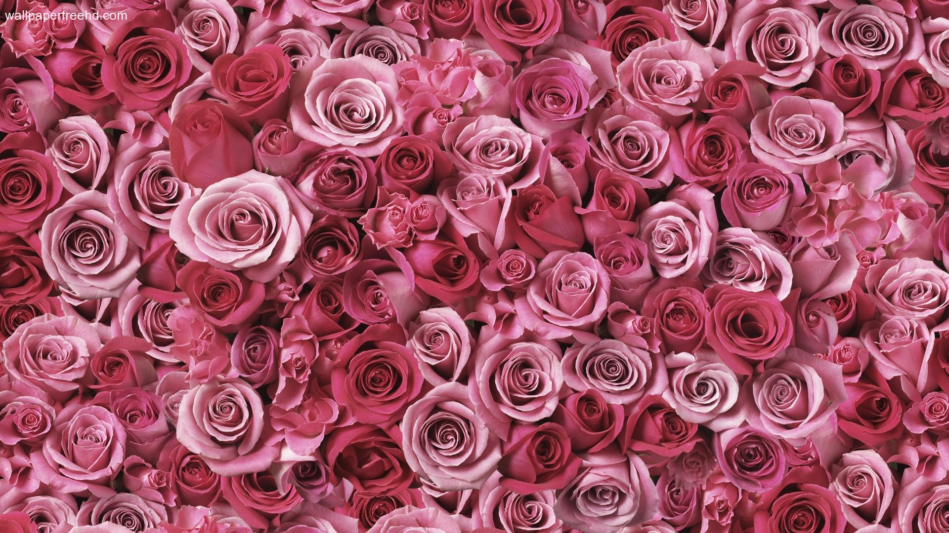 Rose rosa e fucsia fitte, 1920x1080 Full HD, PC