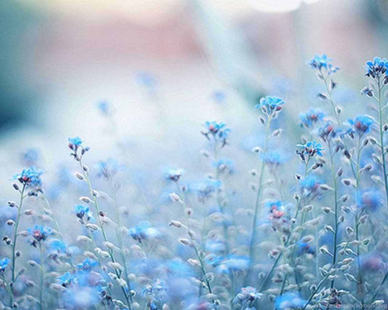 Fiori azzurri sfocati campo, 1280x1024 HD, Desktop