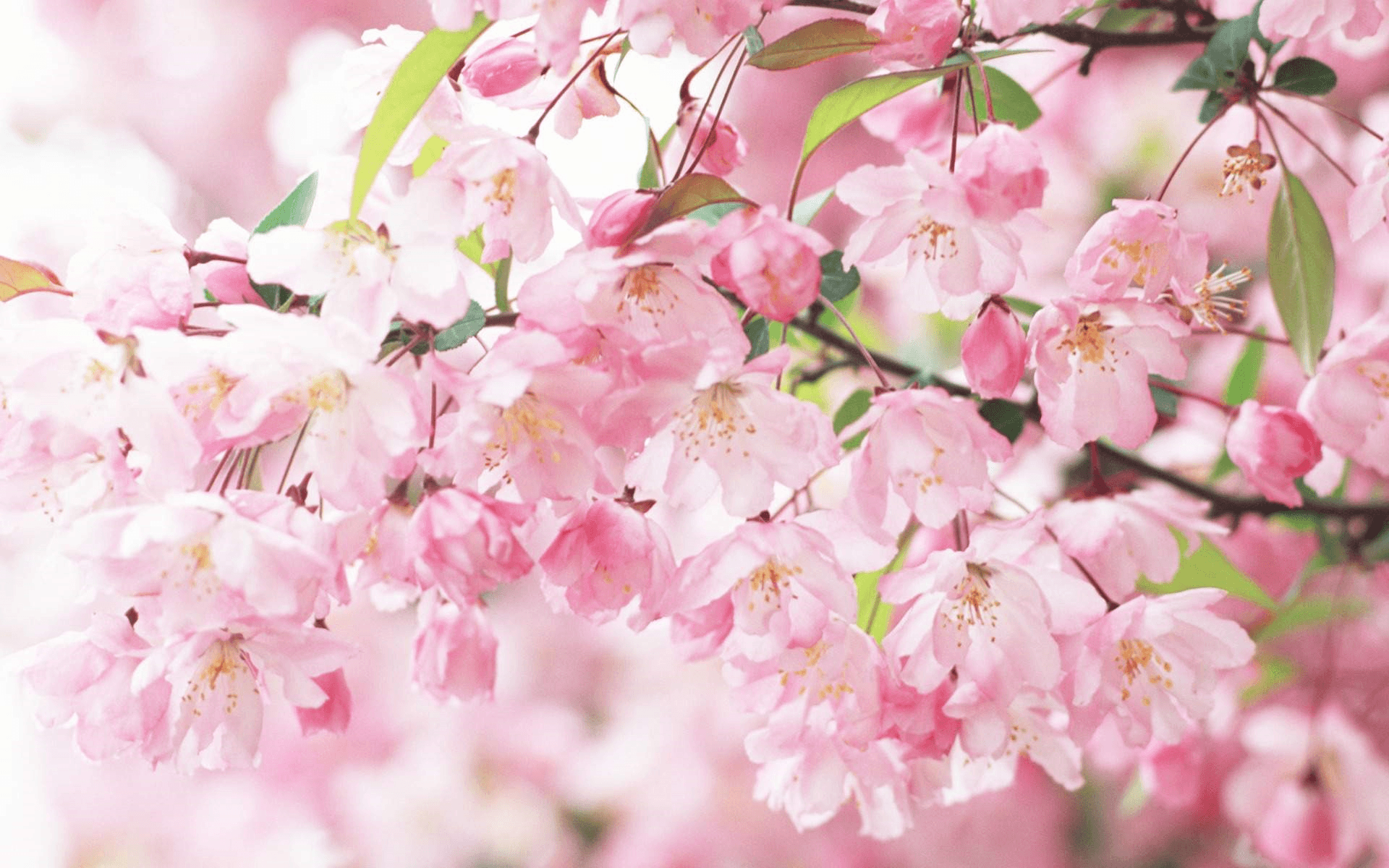 Fiori di ciliegio rosa, 1920x1200 WUXGA, Desktop
