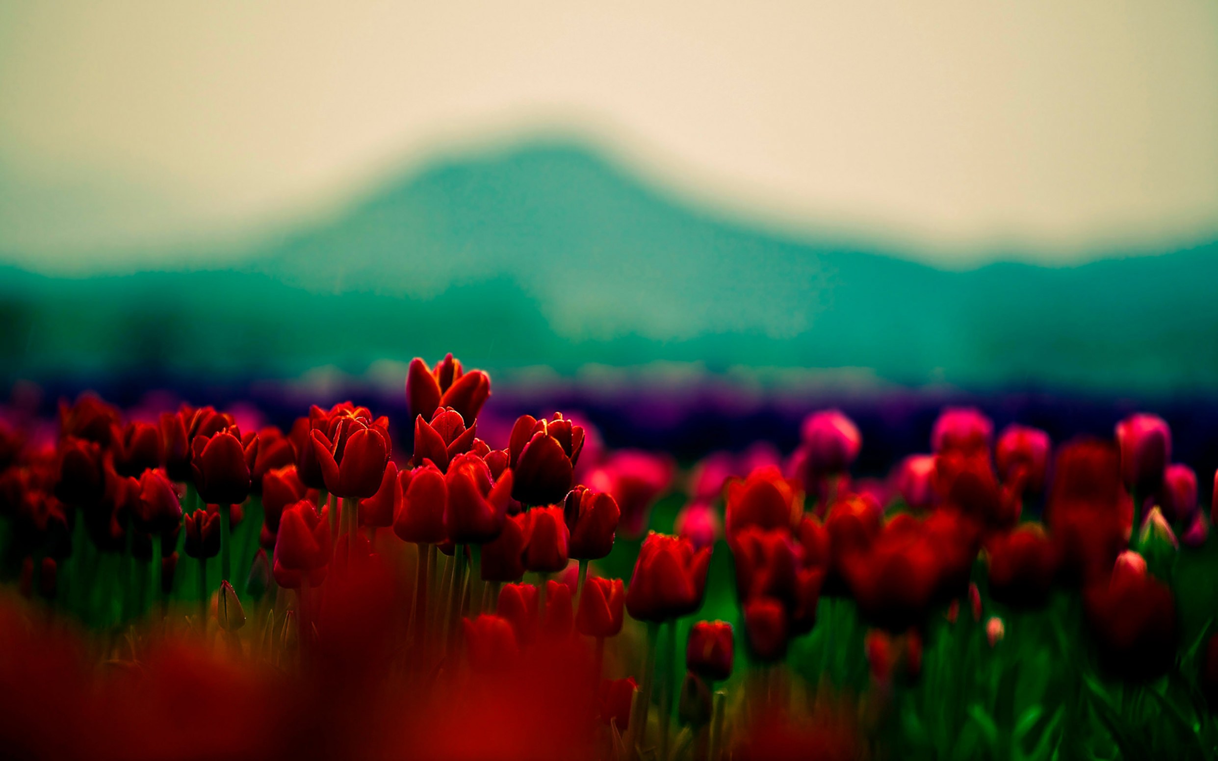 Campo di tulipani rossi, 2483x1552 2K, Desktop