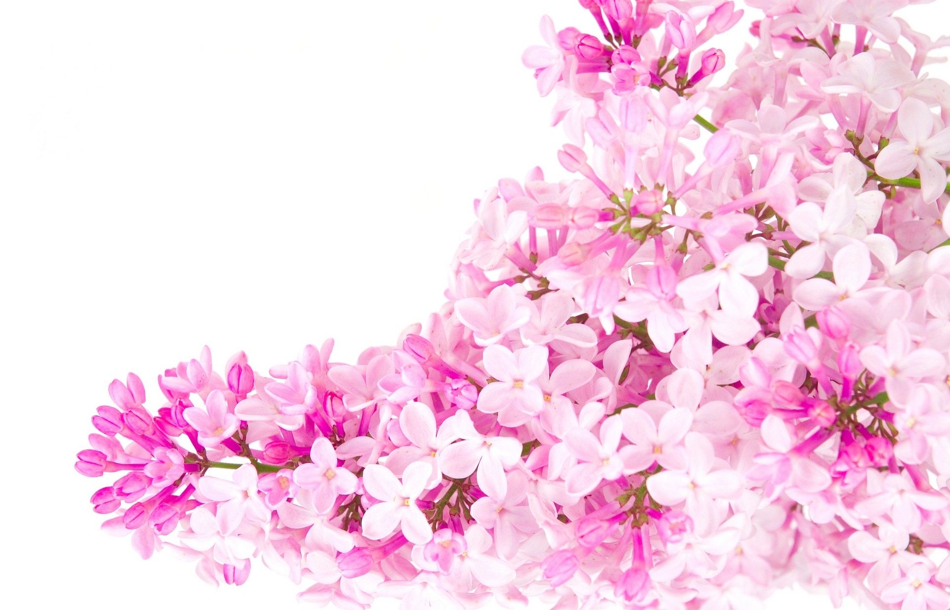 Fiori di lillà rosa, 1920x1233 WUXGA, iMac