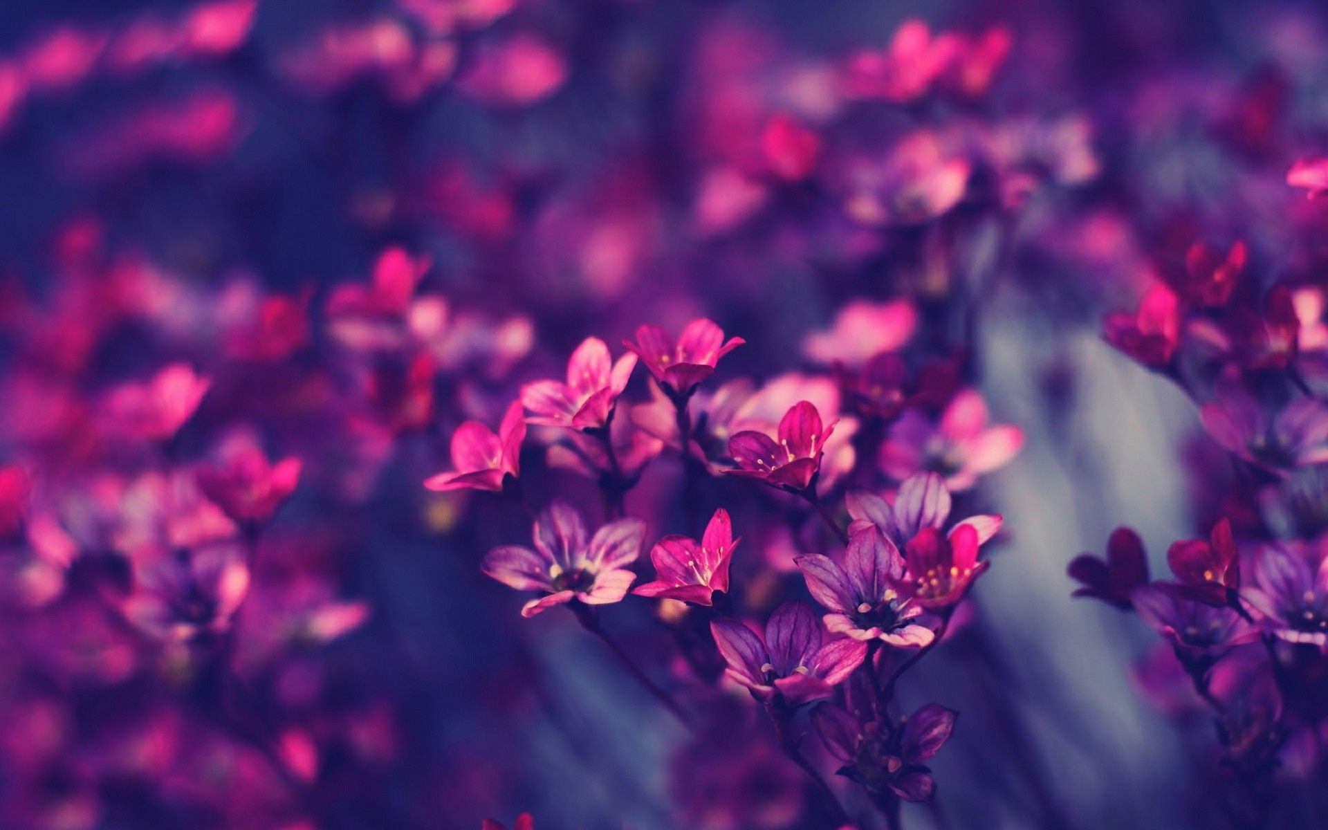 Piccoli fiori rosa violacei sfocati, 1920x1200 WUXGA, Desktop