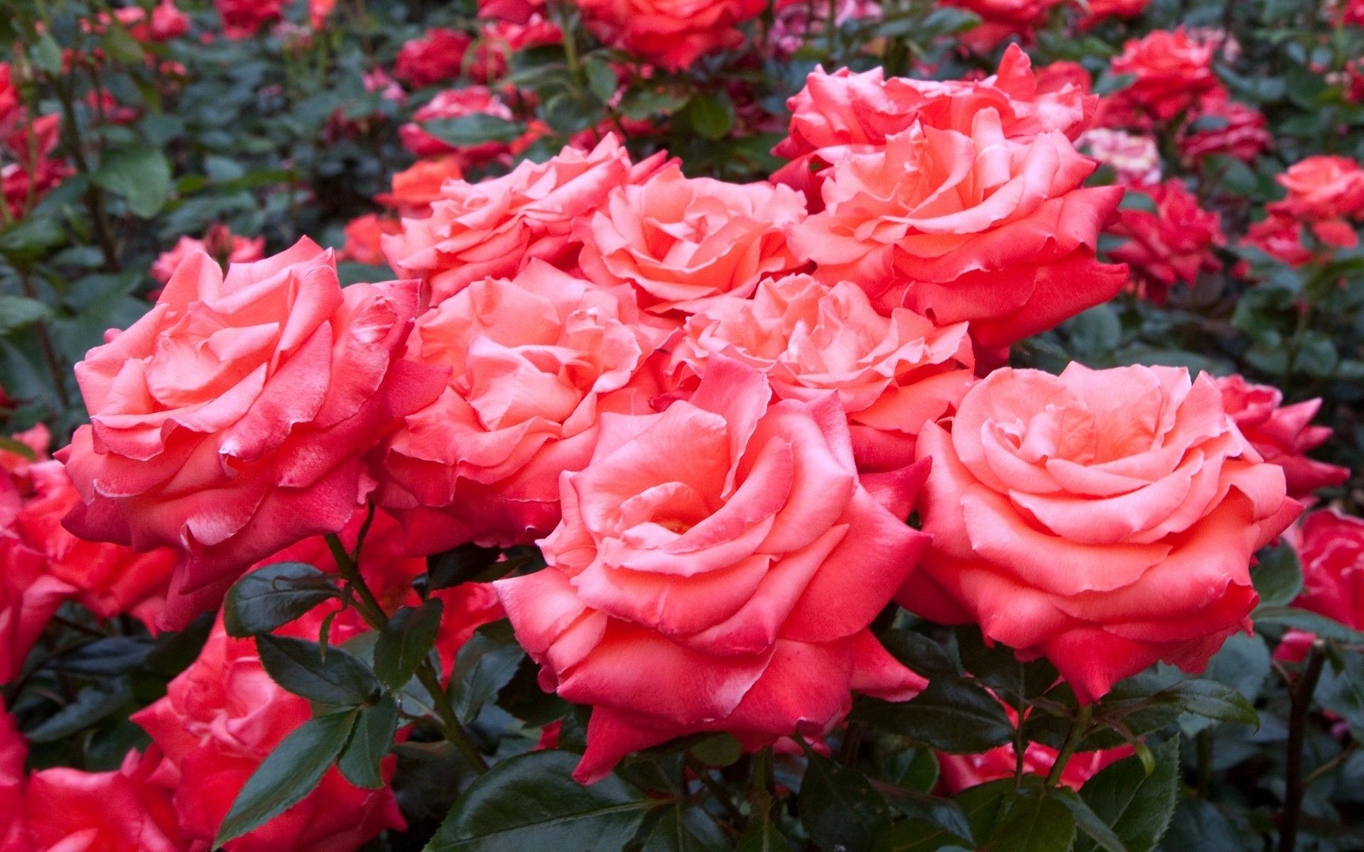 Rose rosa arancio in giardino, 1920x1200 Full HD+ WUXGA, Laptop