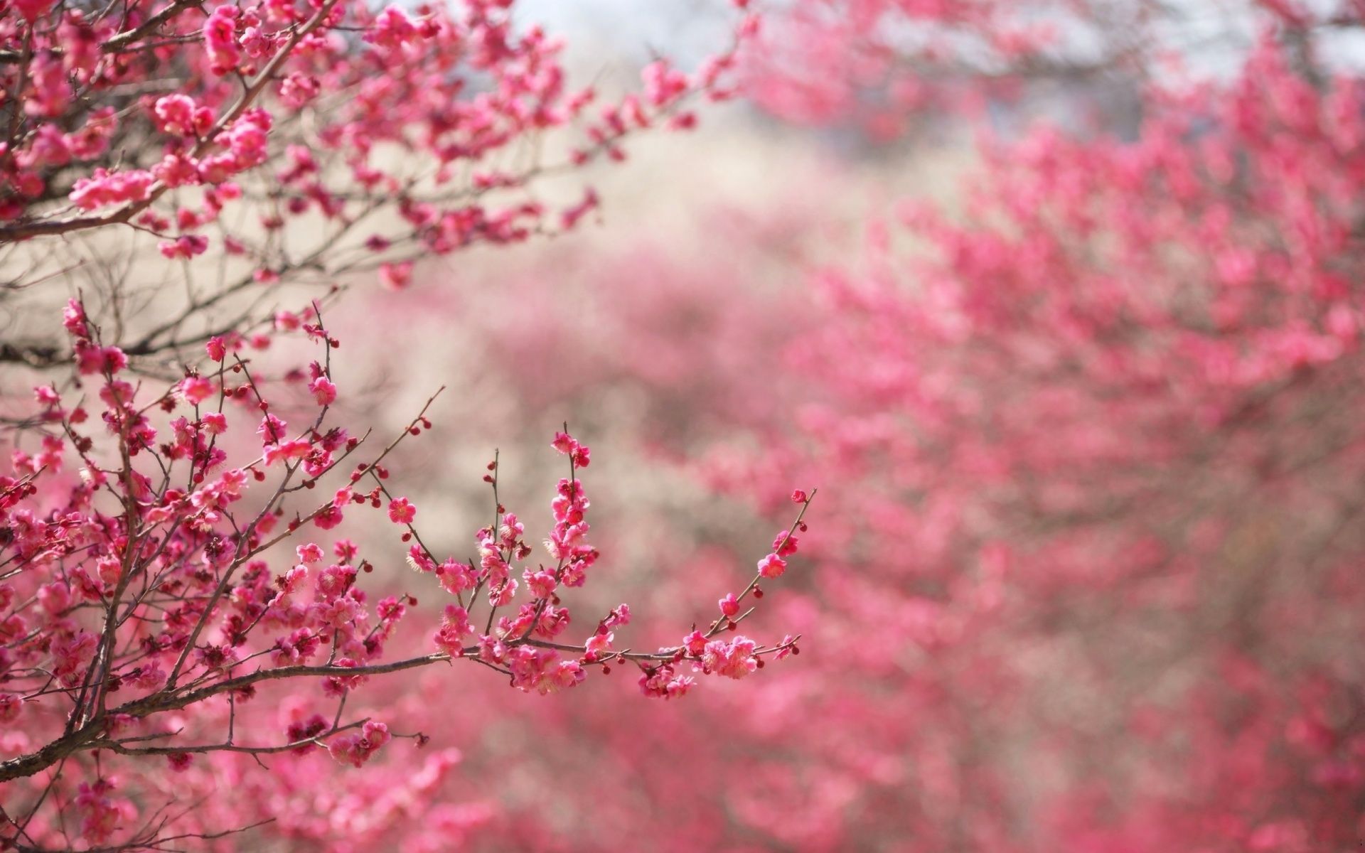 Fiori di ciliegio rosa, 1920x1200 Full HD+ WUXGA, PC
