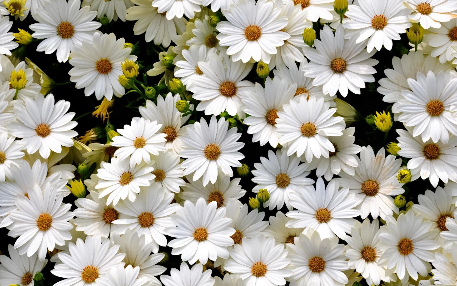 Margherite bianche fiorite, 1920x1200 Full HD+, Desktop