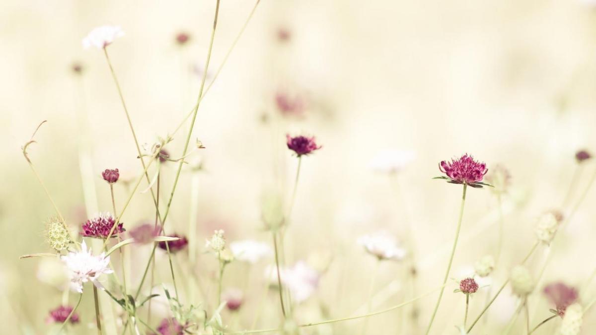 Fiori di campo bianchi e rosa, 1200x675 HD, PC Desktop