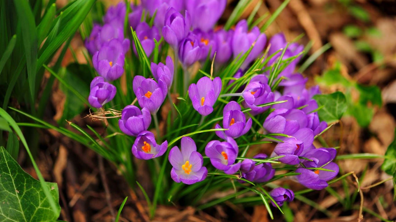 Fiori di croco viola, 1366x768 HD, Desktop