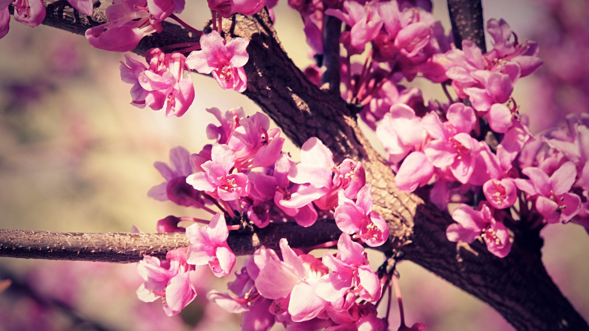 Fiori di pesco rosa su ramo, 1920x1080 Full HD, PC Desktop