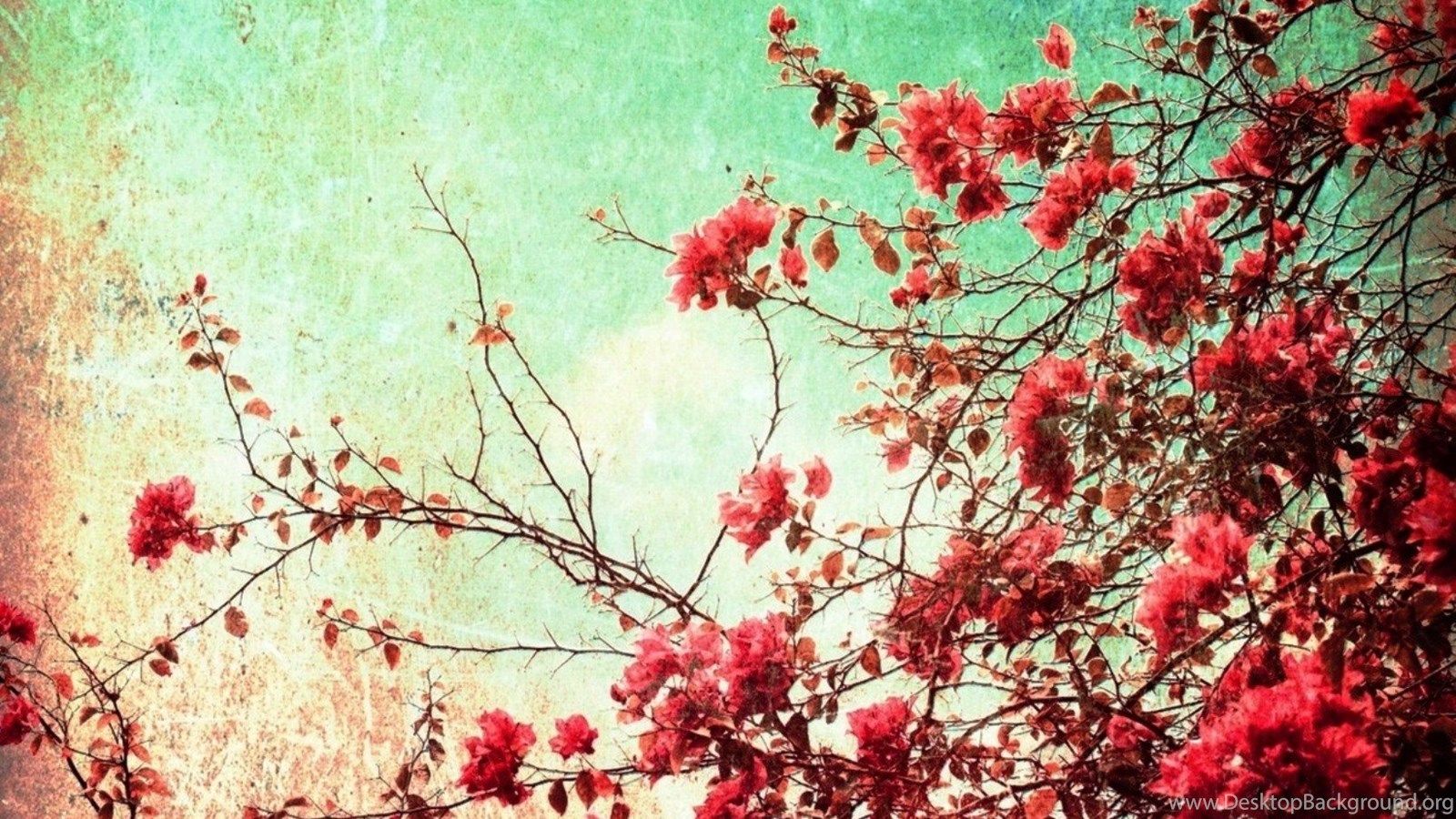 Fiori rosa vintage su rami, 1600x900 900p, Desktop
