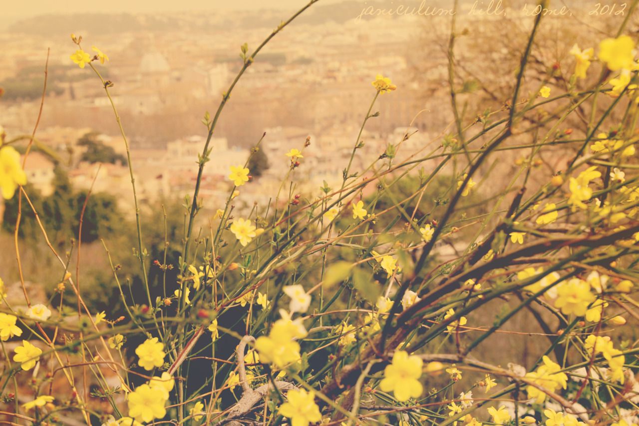 fiori gialli su collina, 1280x853 HD, Desktop