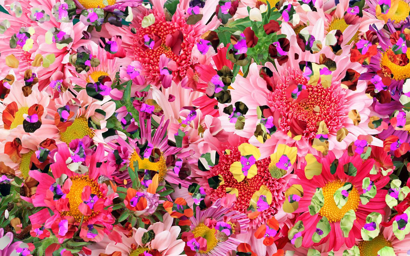 Fiori rosa e rossi astratti, 1440x900 720p, MacBook Air