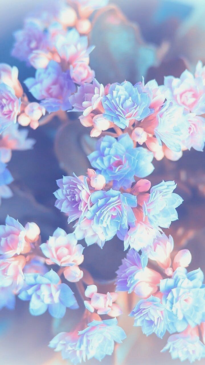 Fiori azzurri e rosa sfocati, 720x1280 Verticale, Xiaomi