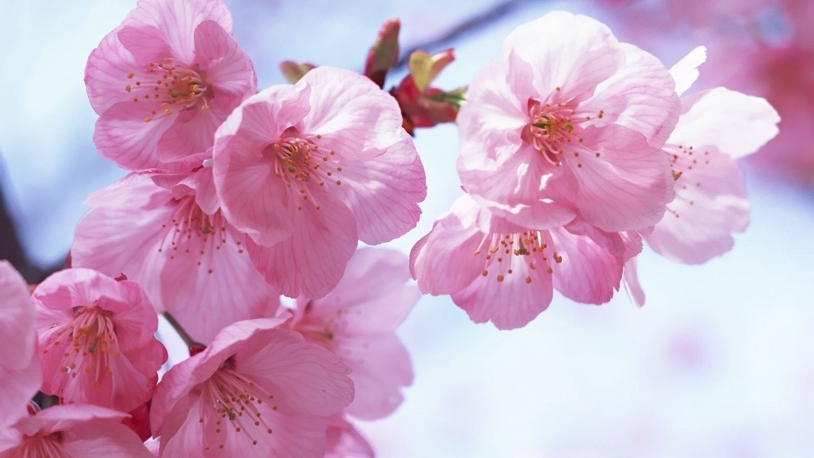 Fiori di ciliegio rosa, 1600x900 HD Ready, iMac