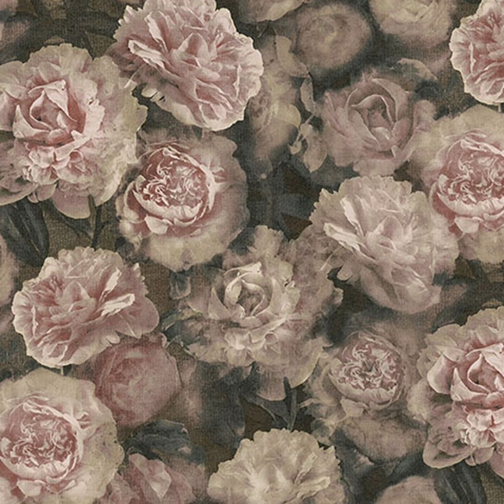 Rose rosa sfondo scuro, 1000x1000 HD, Laptop