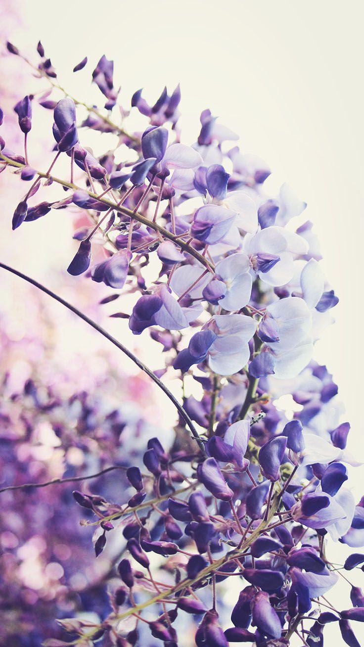 Fiori di glicine viola, 736x1308 Full HD Verticale, iPhone Air