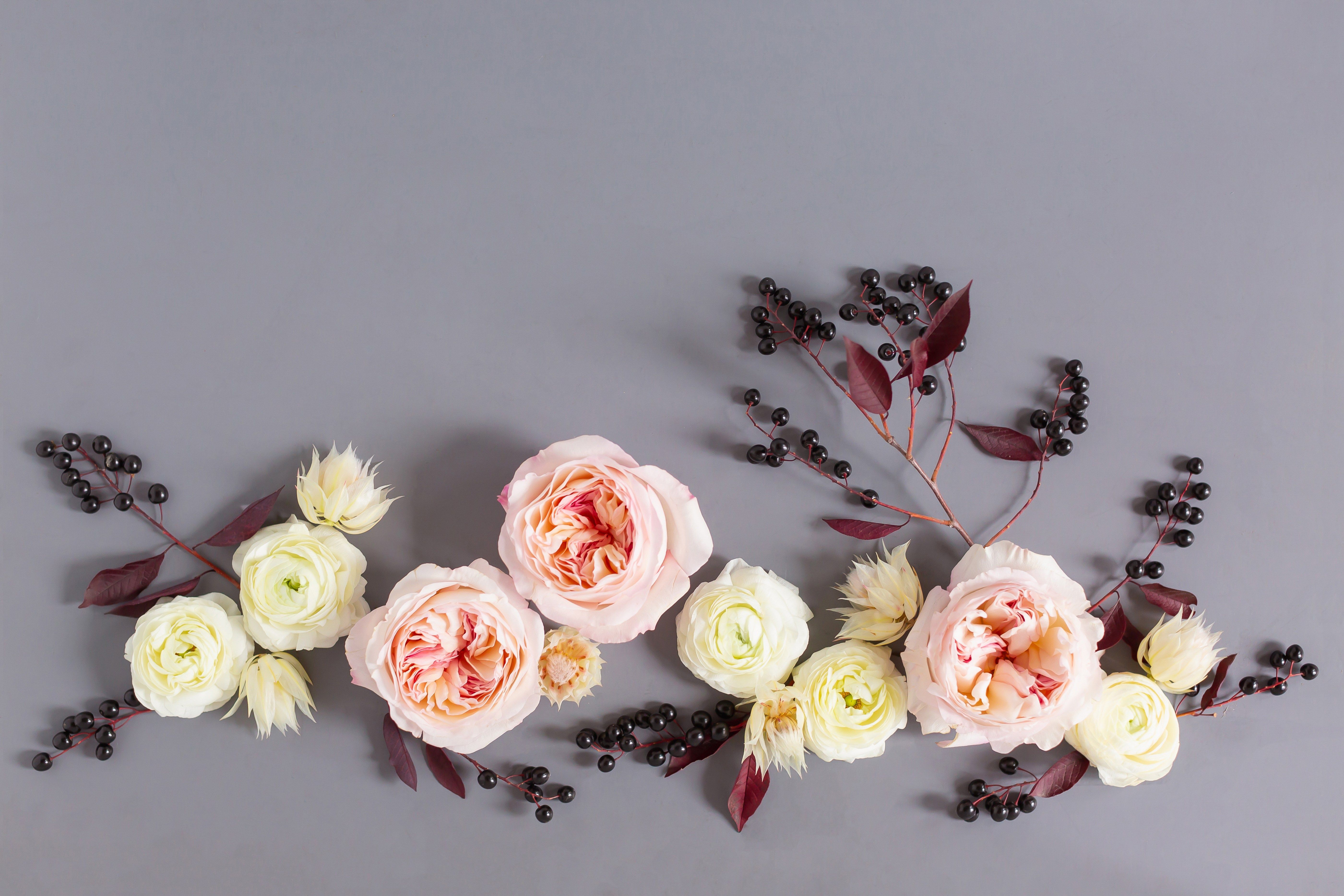 Rose rosa e bacche scure, 5602x3735 UHD, Monitor Gaming
