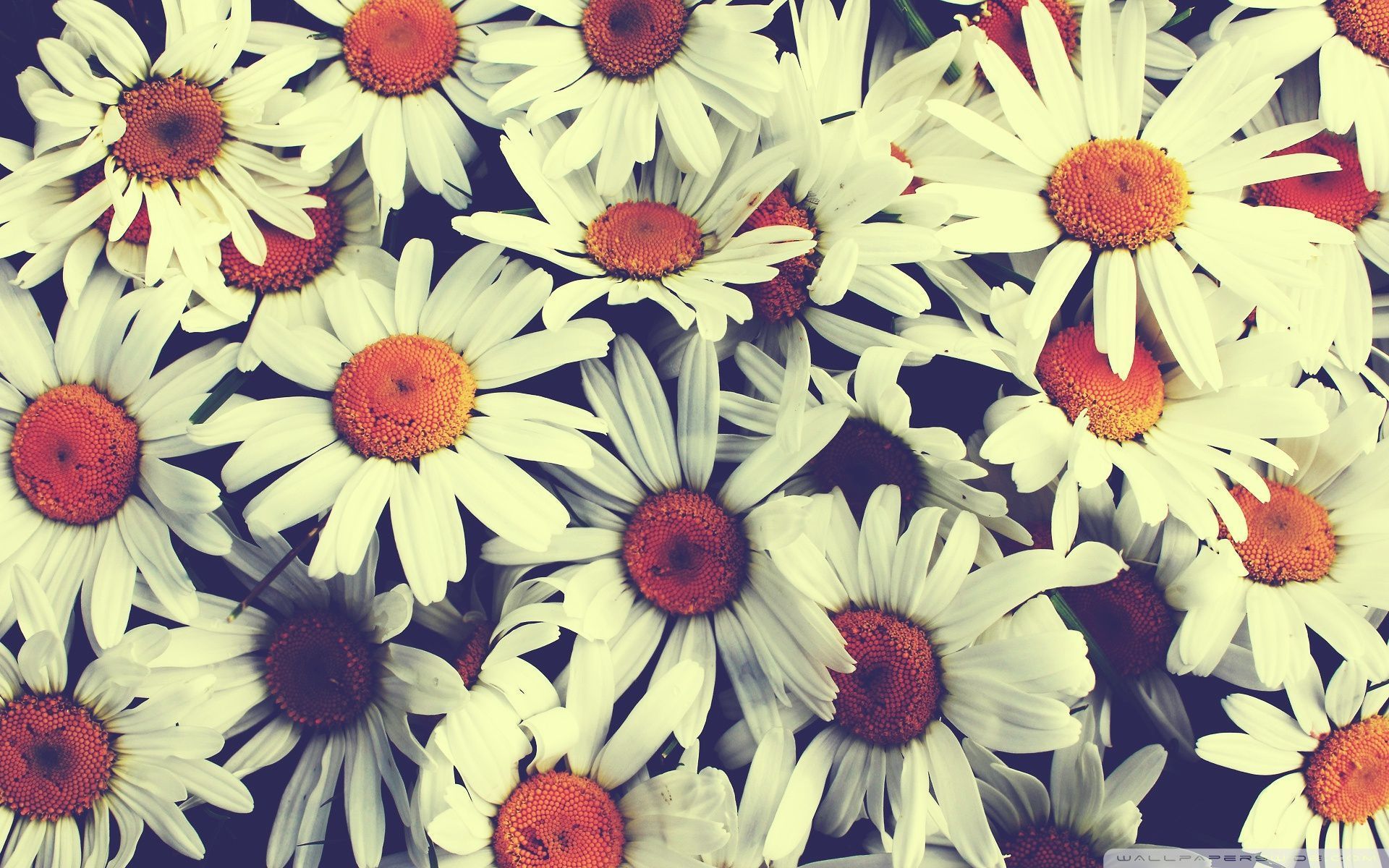 Margherite bianche vintage, 1920x1200 Full HD+, Desktop