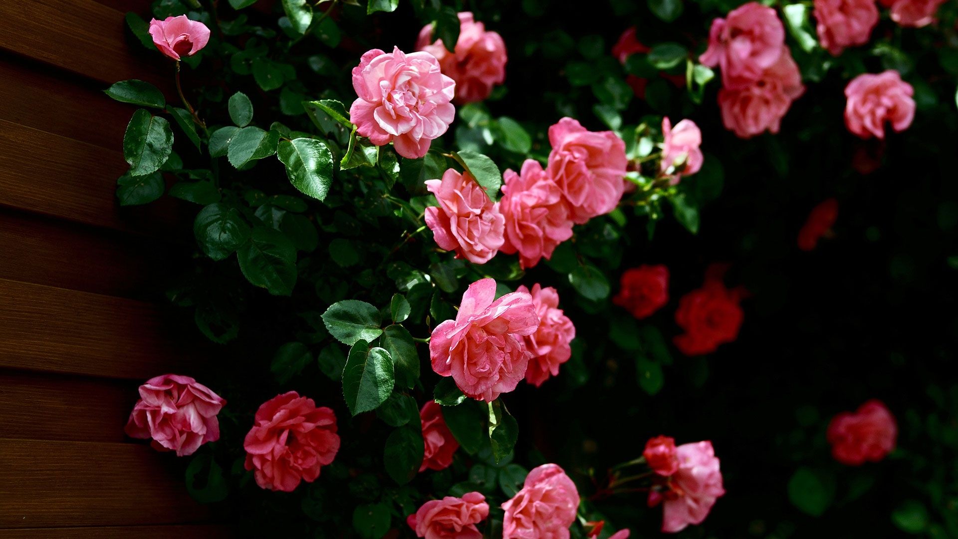 Cespuglio di rose rosa, 1920x1080 1080p, PC