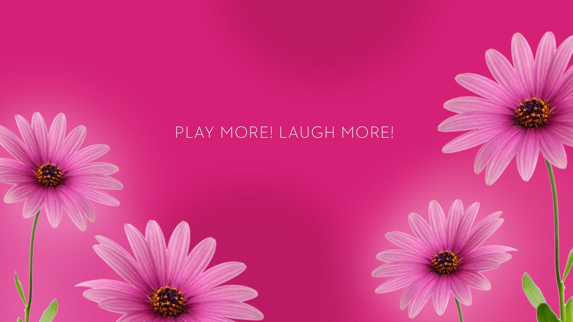 Margherite rosa su sfondo fucsia, 1920x1080 Full HD, Monitor Gaming