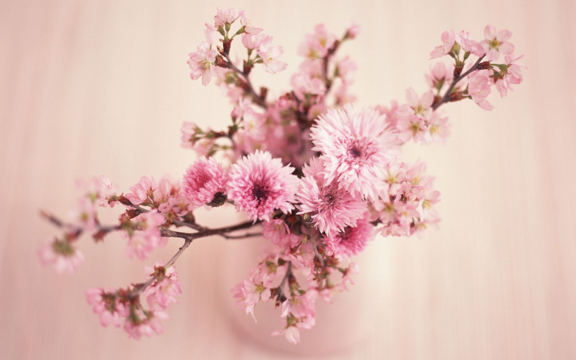 Fiori rosa in vaso, 1920x1200 WUXGA, Monitor Gaming