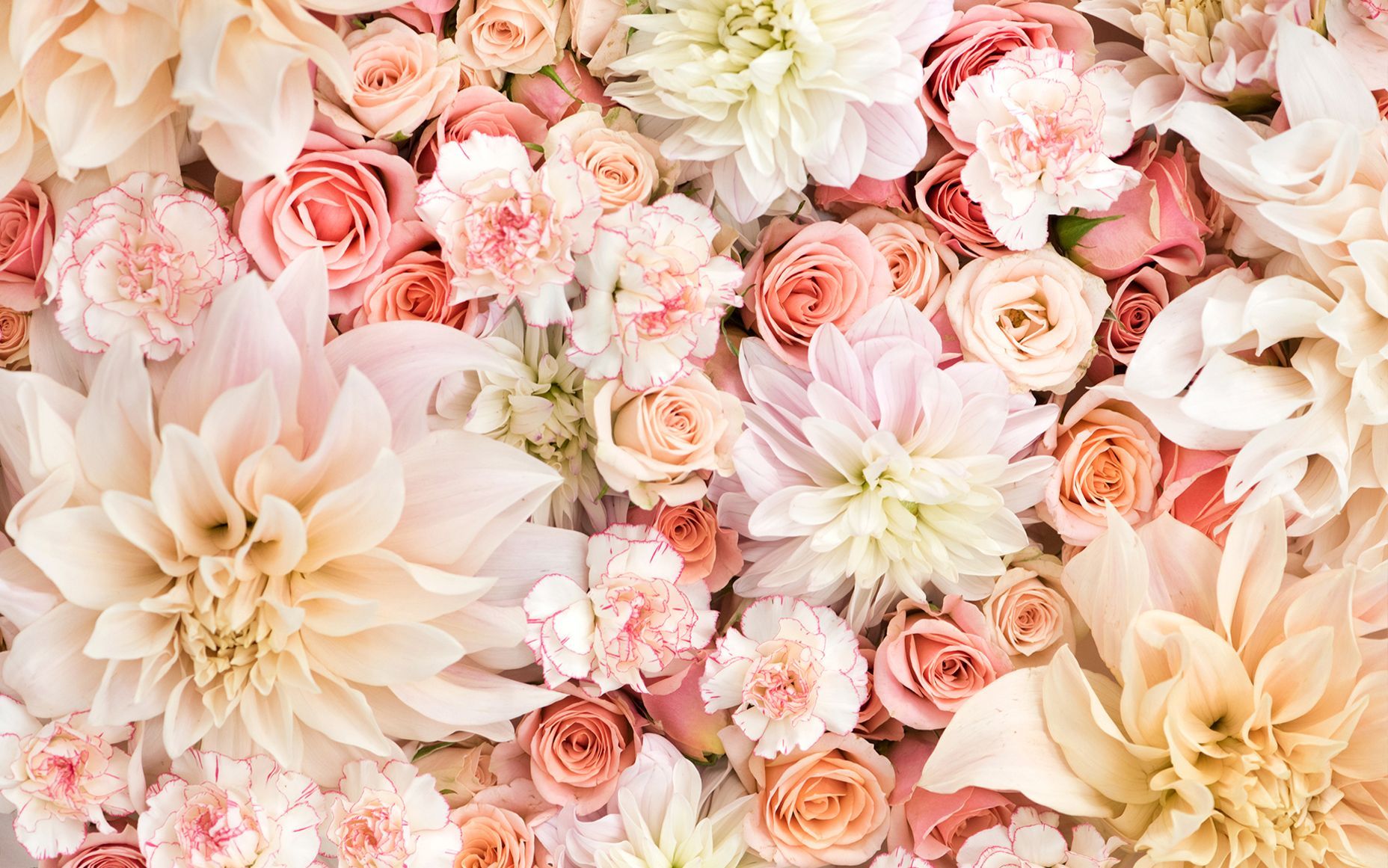 Rose e dalie rosa pastello, 1856x1161 HD, PC
