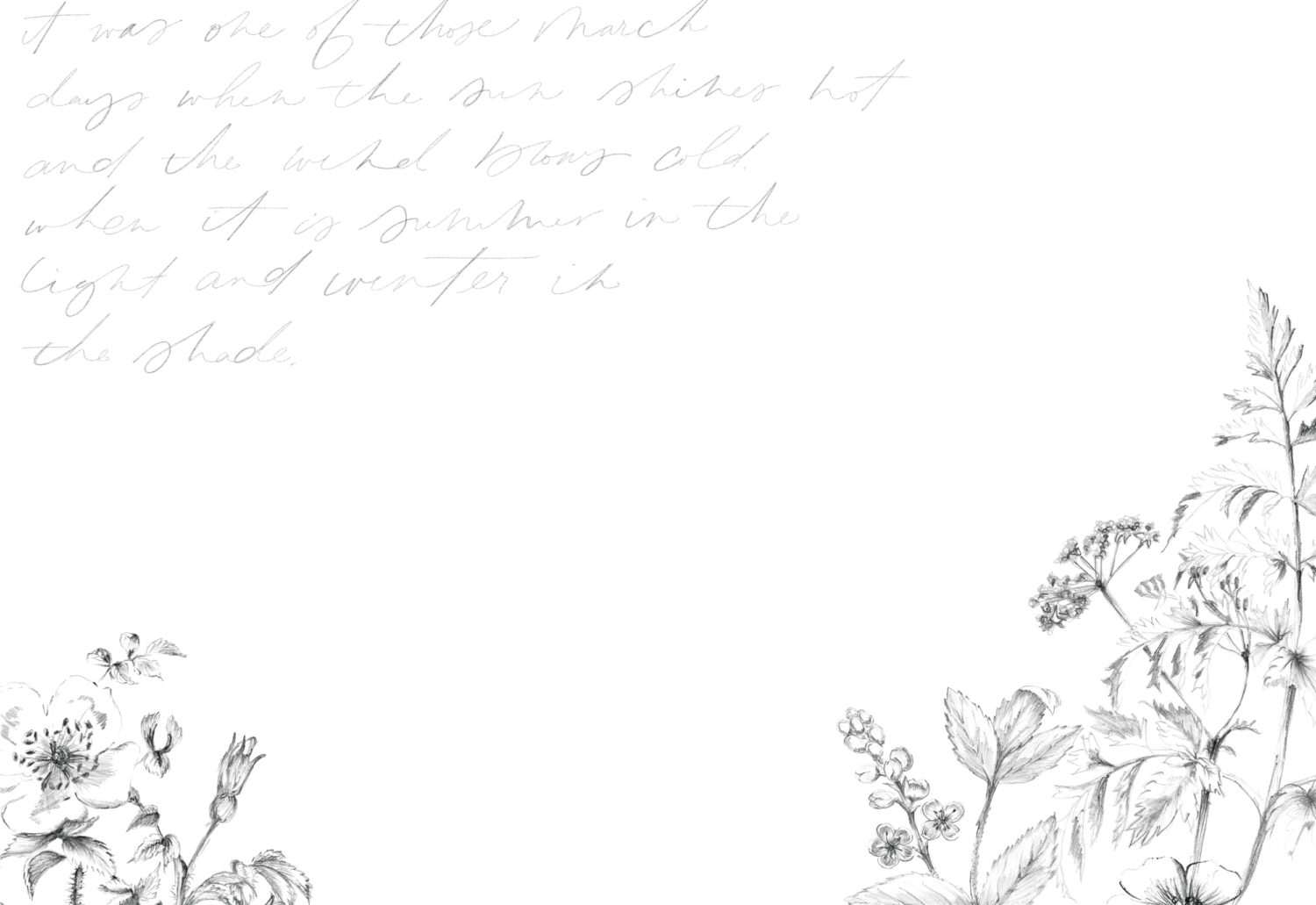 Fiori disegnati sfondo bianco, 1500x1031 720p, PC
