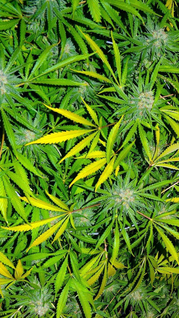 foglie di cannabis verdi, 736x1306 Verticale, Telefono