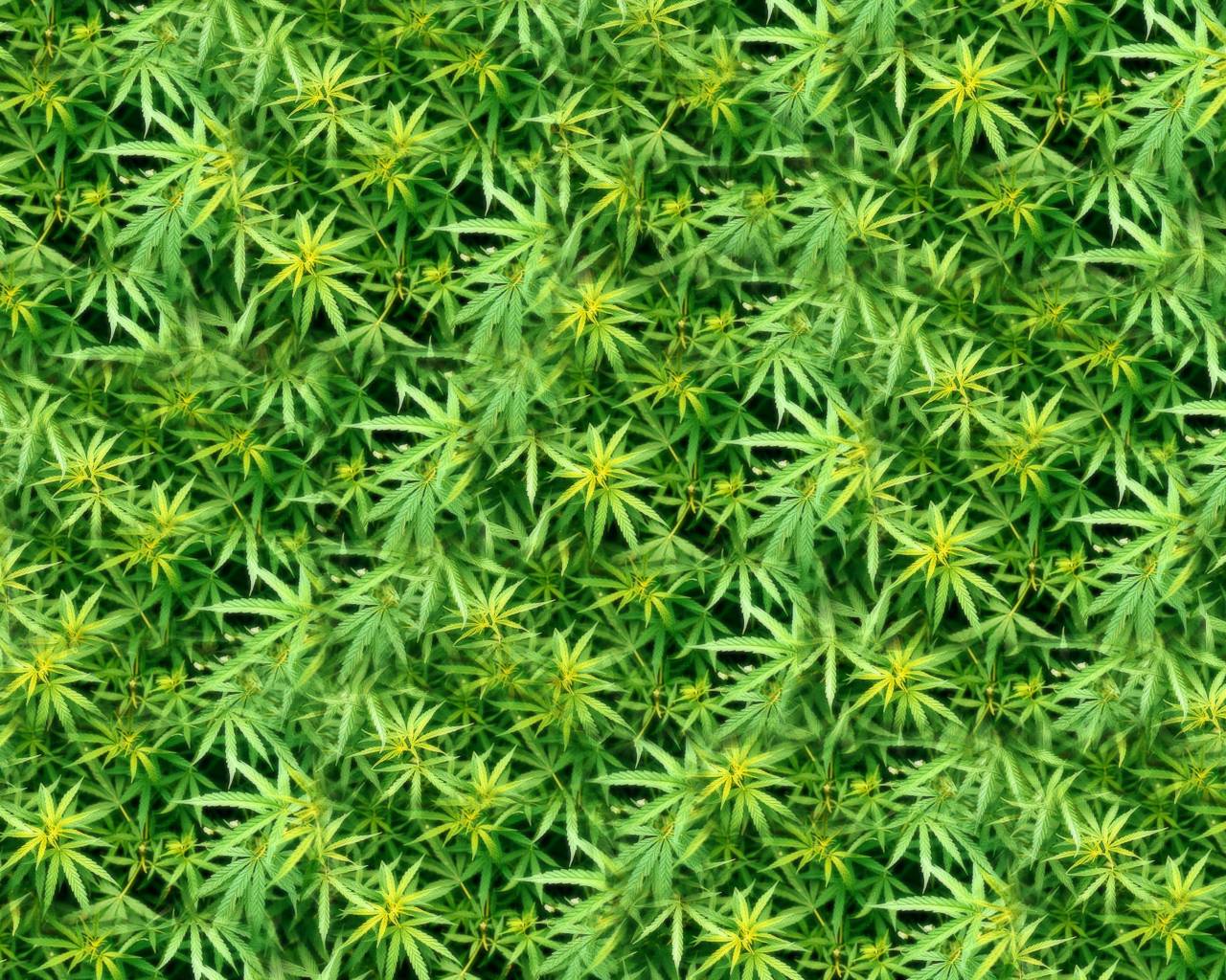 Piante di cannabis verdi, 4096x2160 UHD, PC 4K
