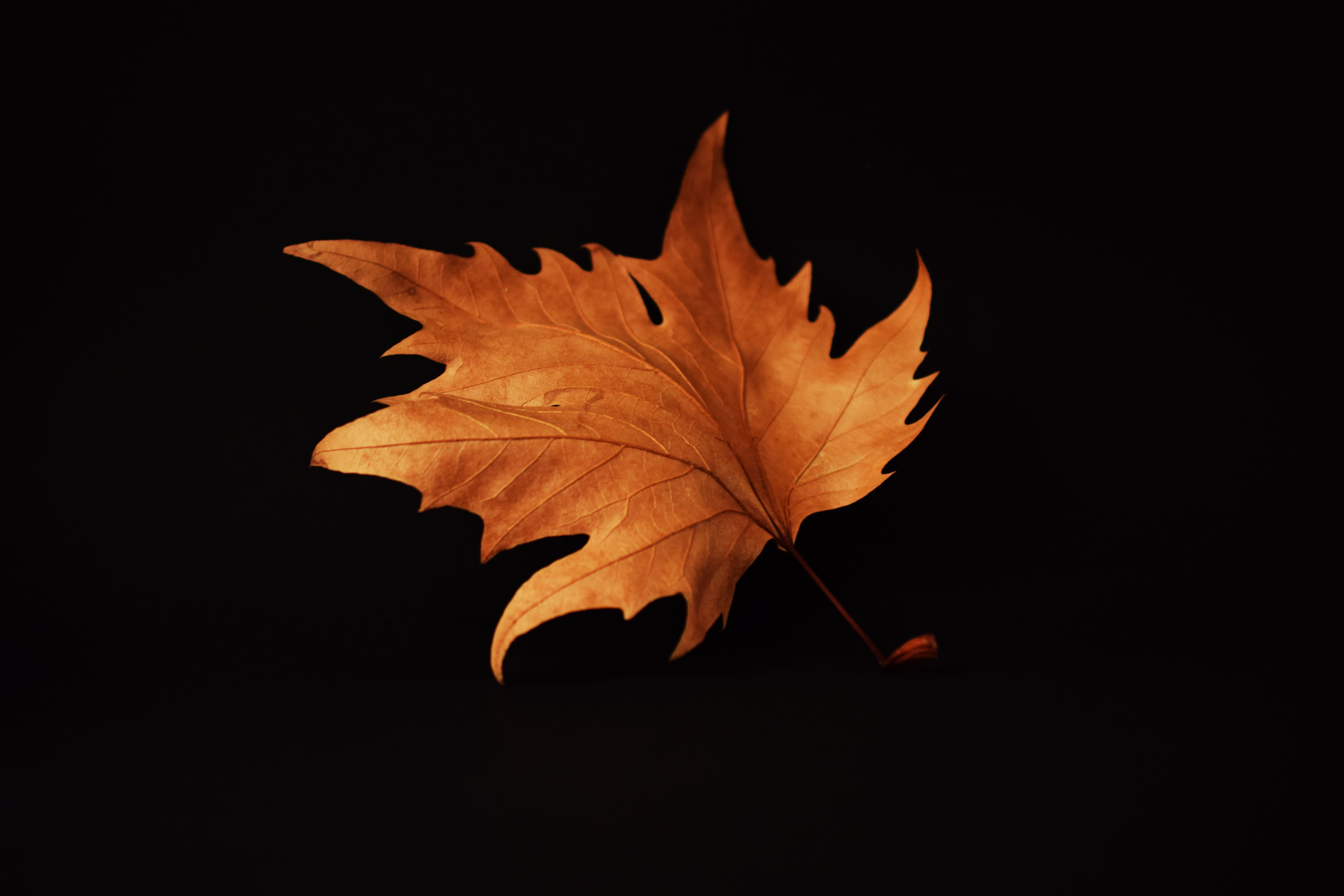 Foglia autunnale arancione sfondo nero, 6000x4000 4K Ultra HD, Smart TV 4K