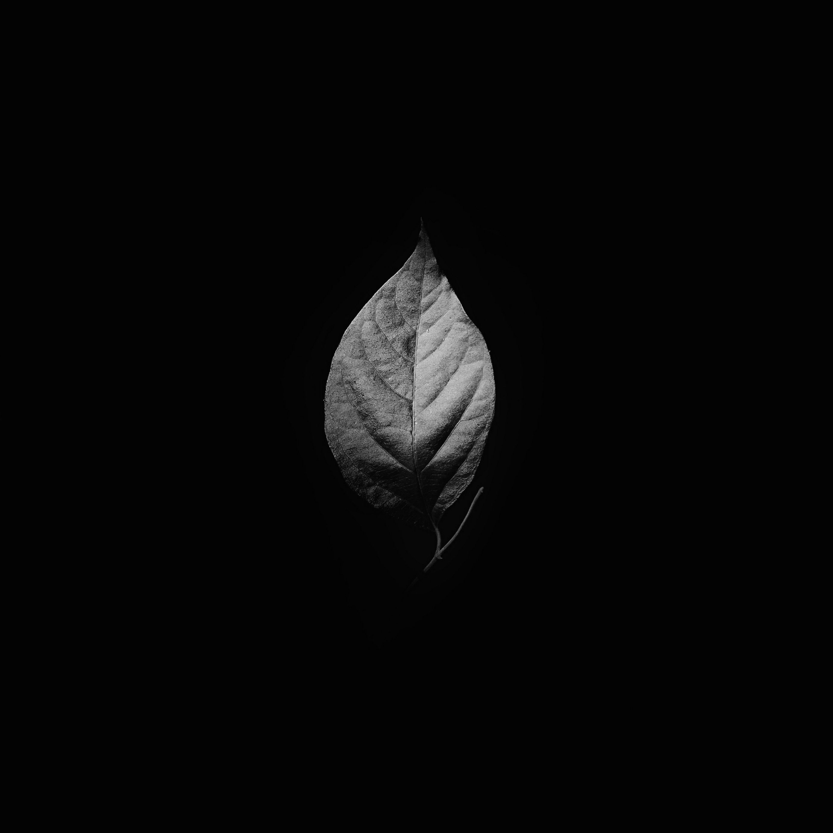 Foglia singola sfondo nero, 2780x2780 2K, PC