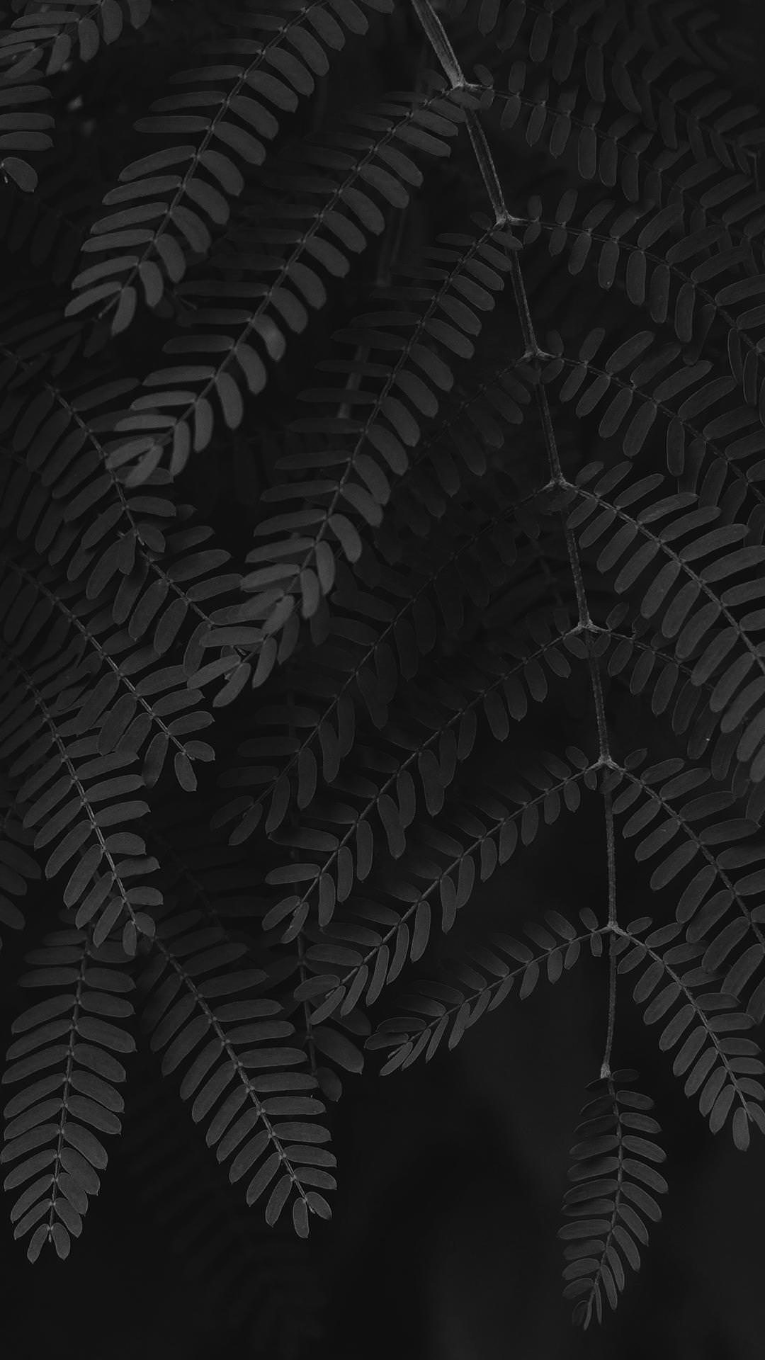 Foglie di felce nere, 1080x1920 Verticale, Mobile