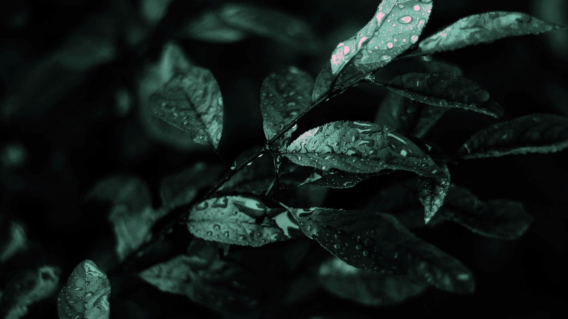 Foglie scure con gocce d'acqua, 1920x1080 1080p, Desktop