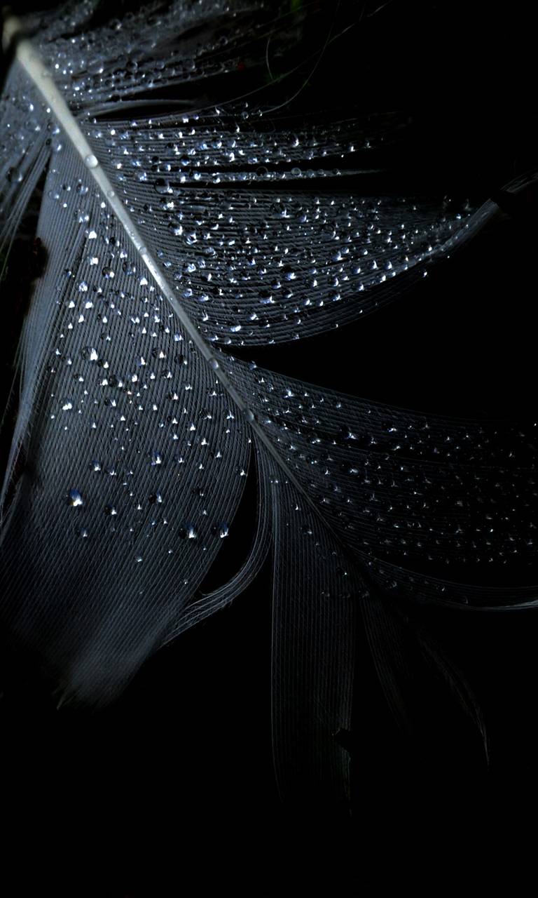 Piuma nera con gocce d'acqua, 768x1280 Verticale, POCO