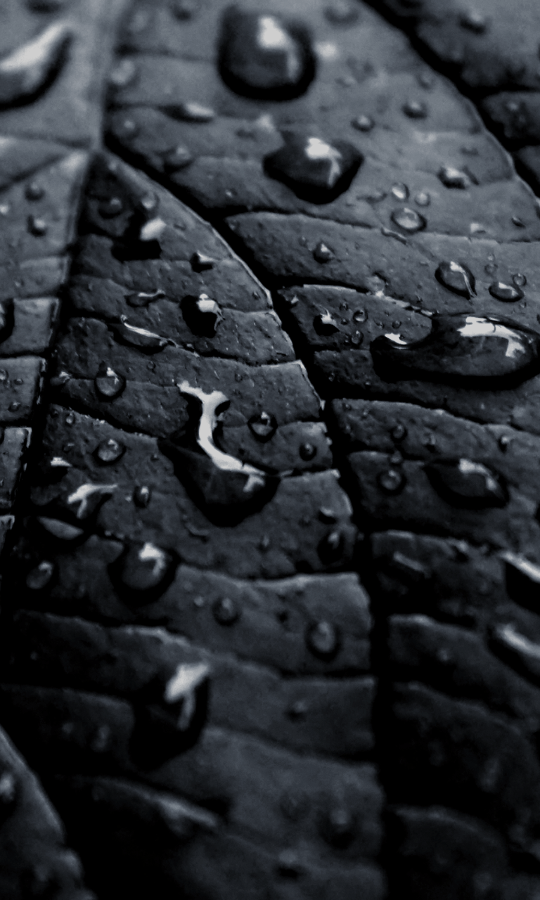 Foglia nera con gocce d'acqua, 768x1280 Full HD Verticale, iPhone